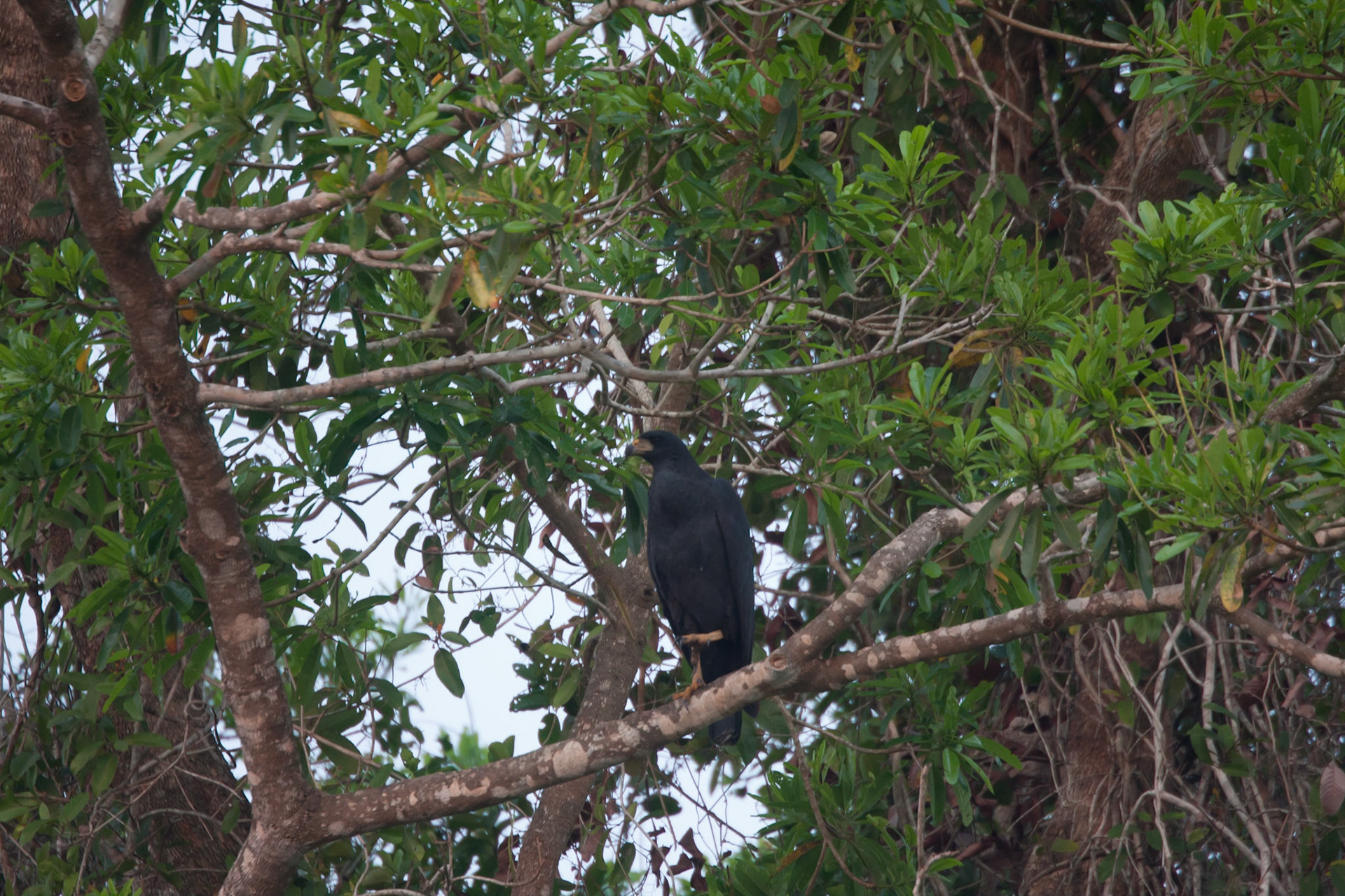 Great black hawk