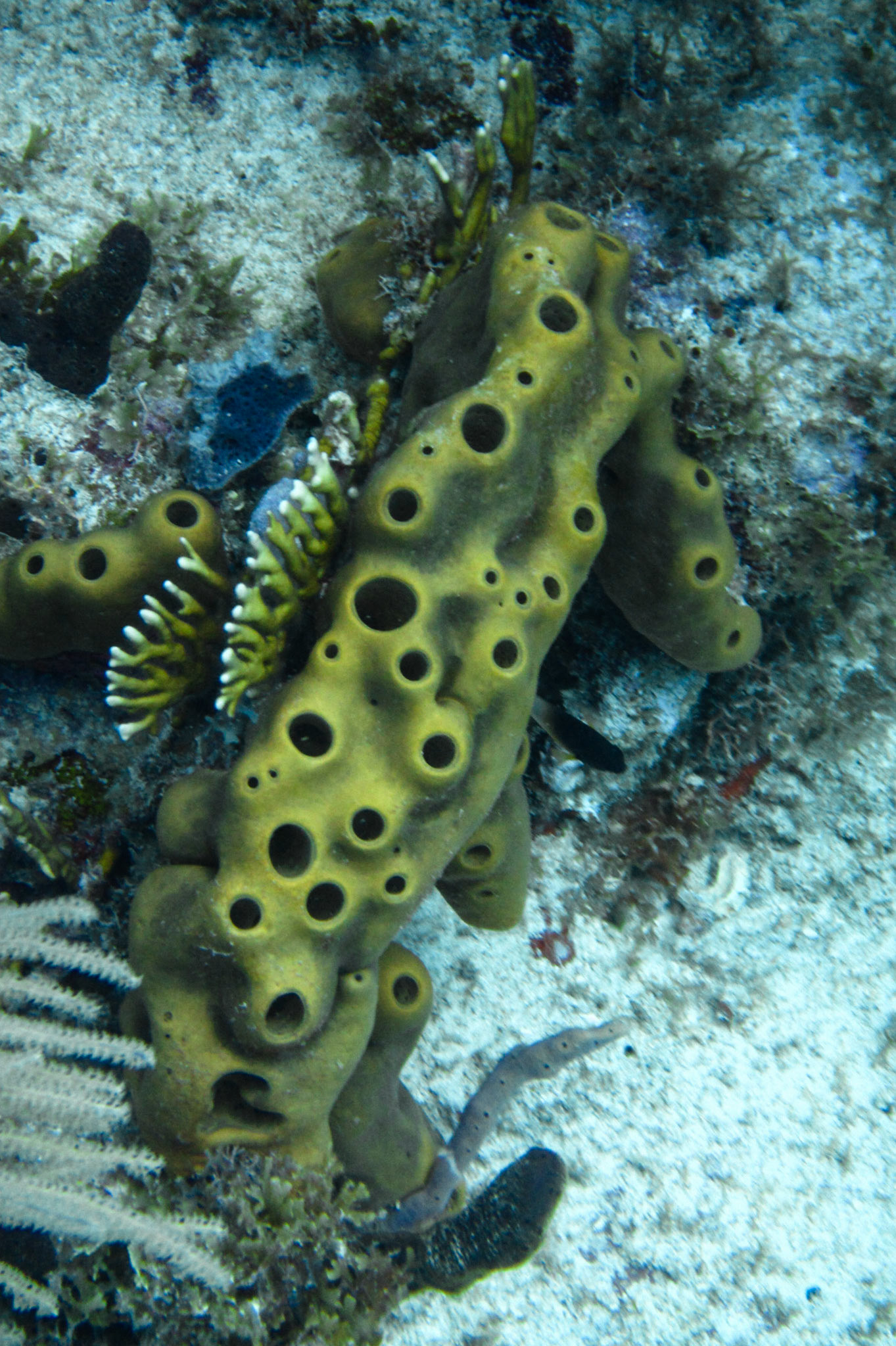 Diving at Bluff Cut