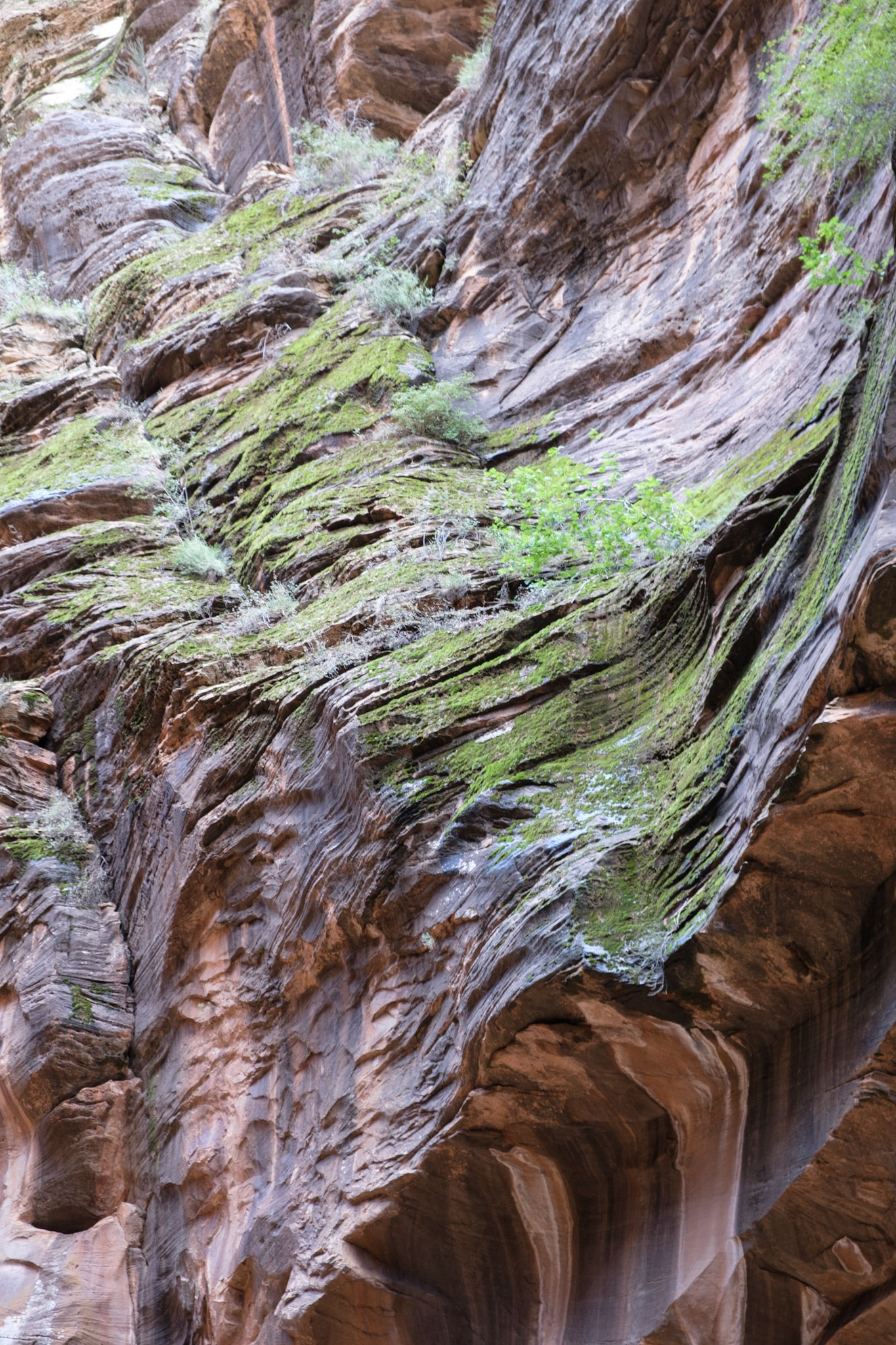 The Narrows, Zion