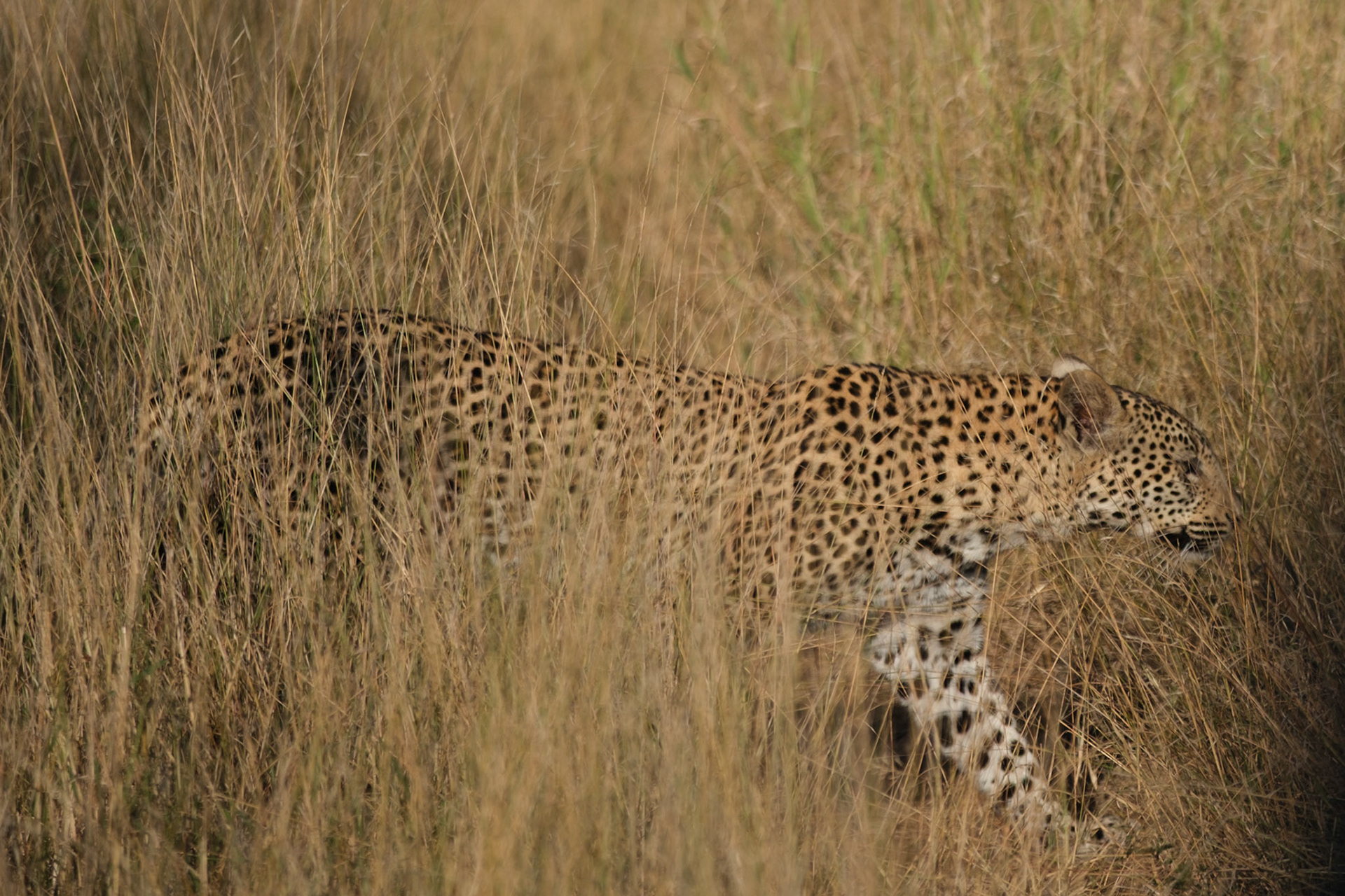 Female leopard cub