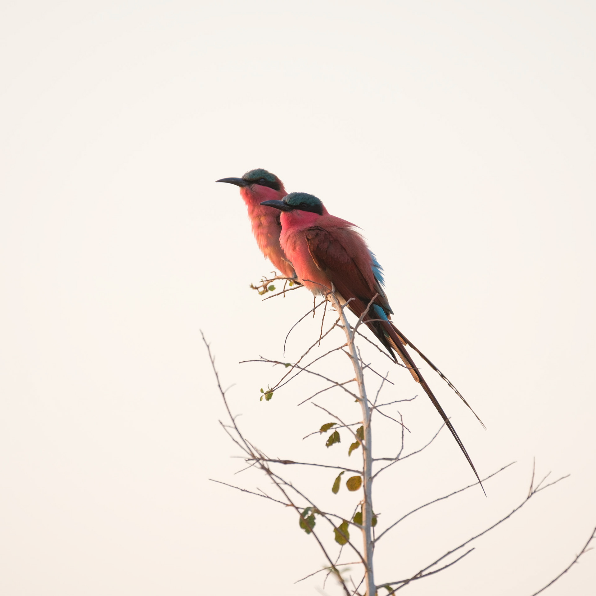 Carmine bee-eaters