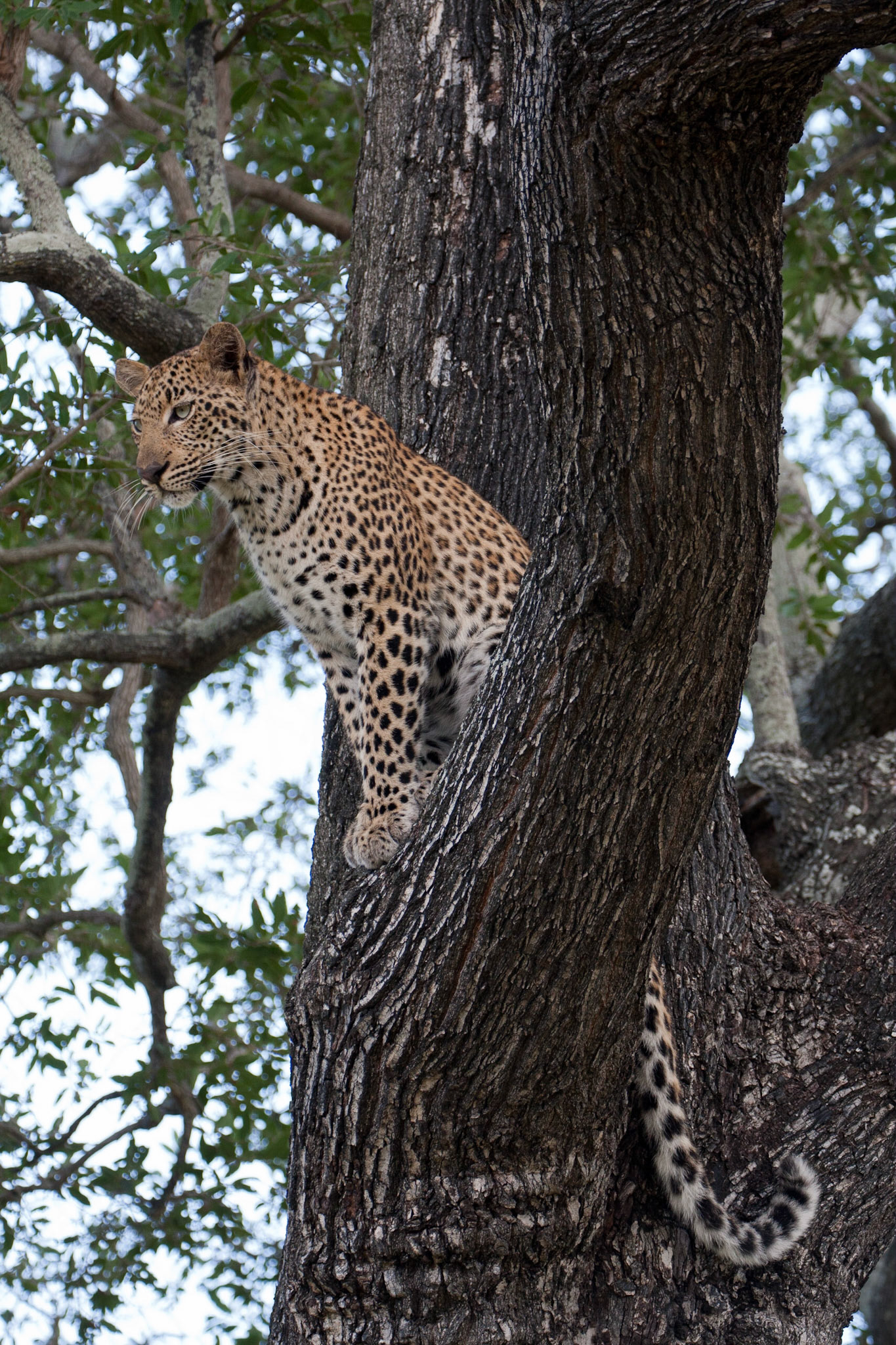 Female leopard