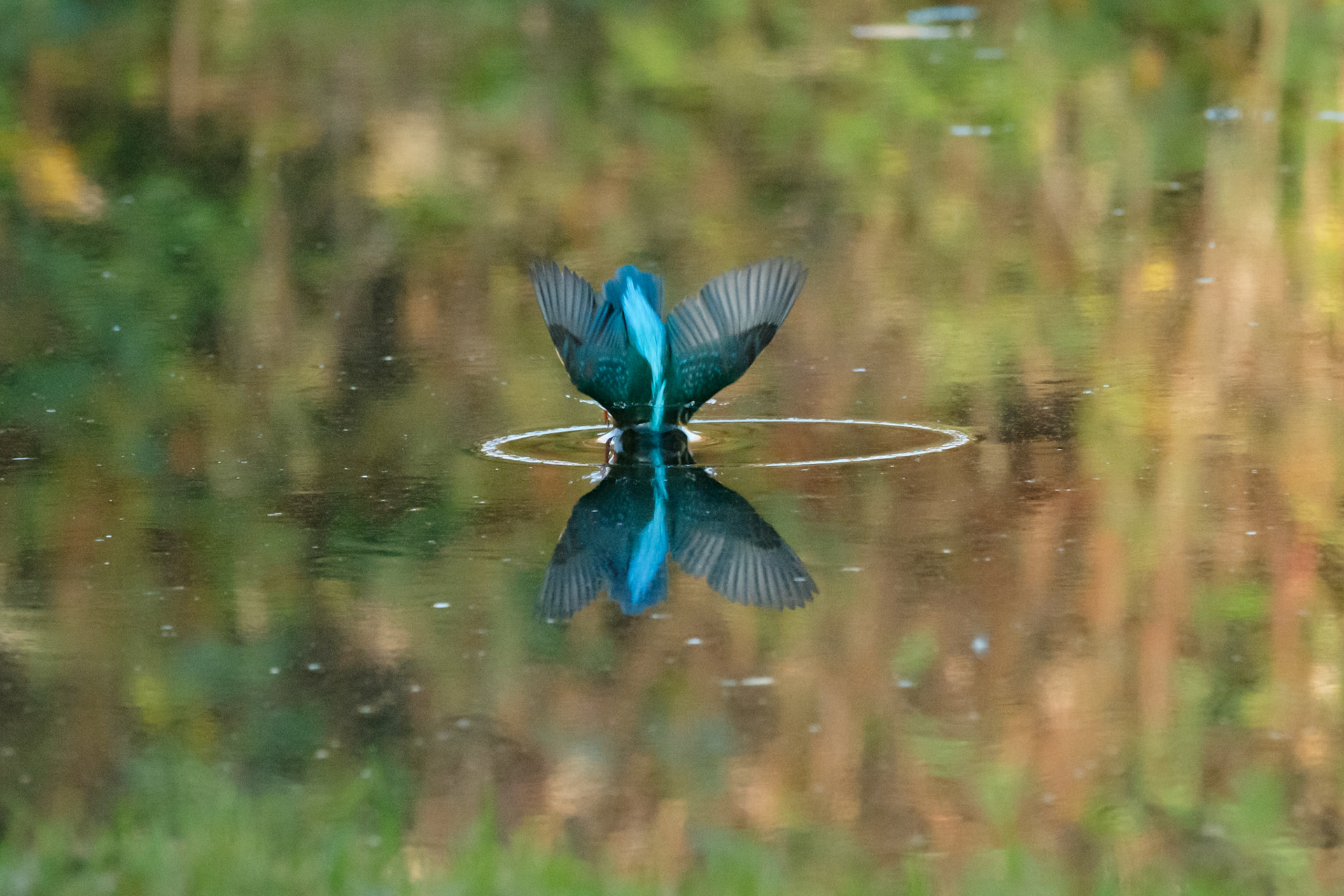 Kingfisher