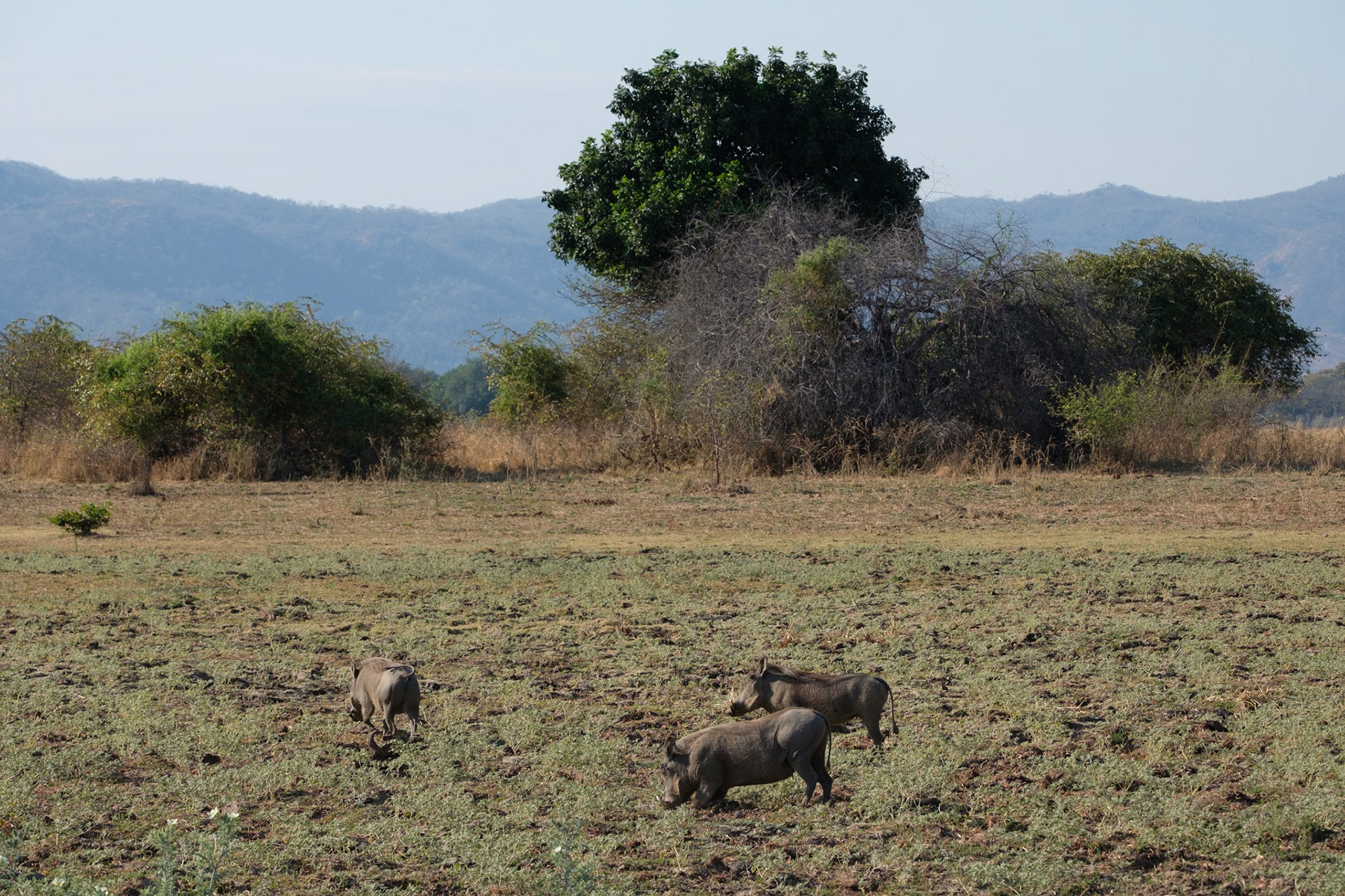 Warthogs