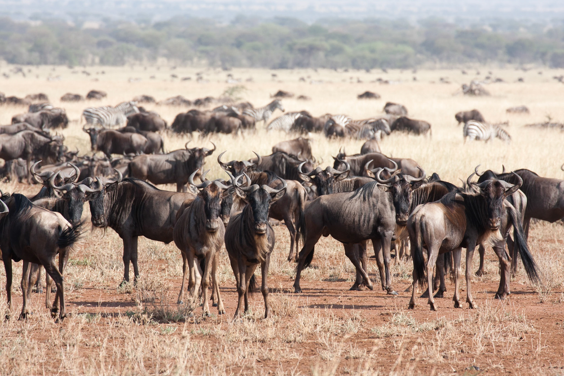 The migration