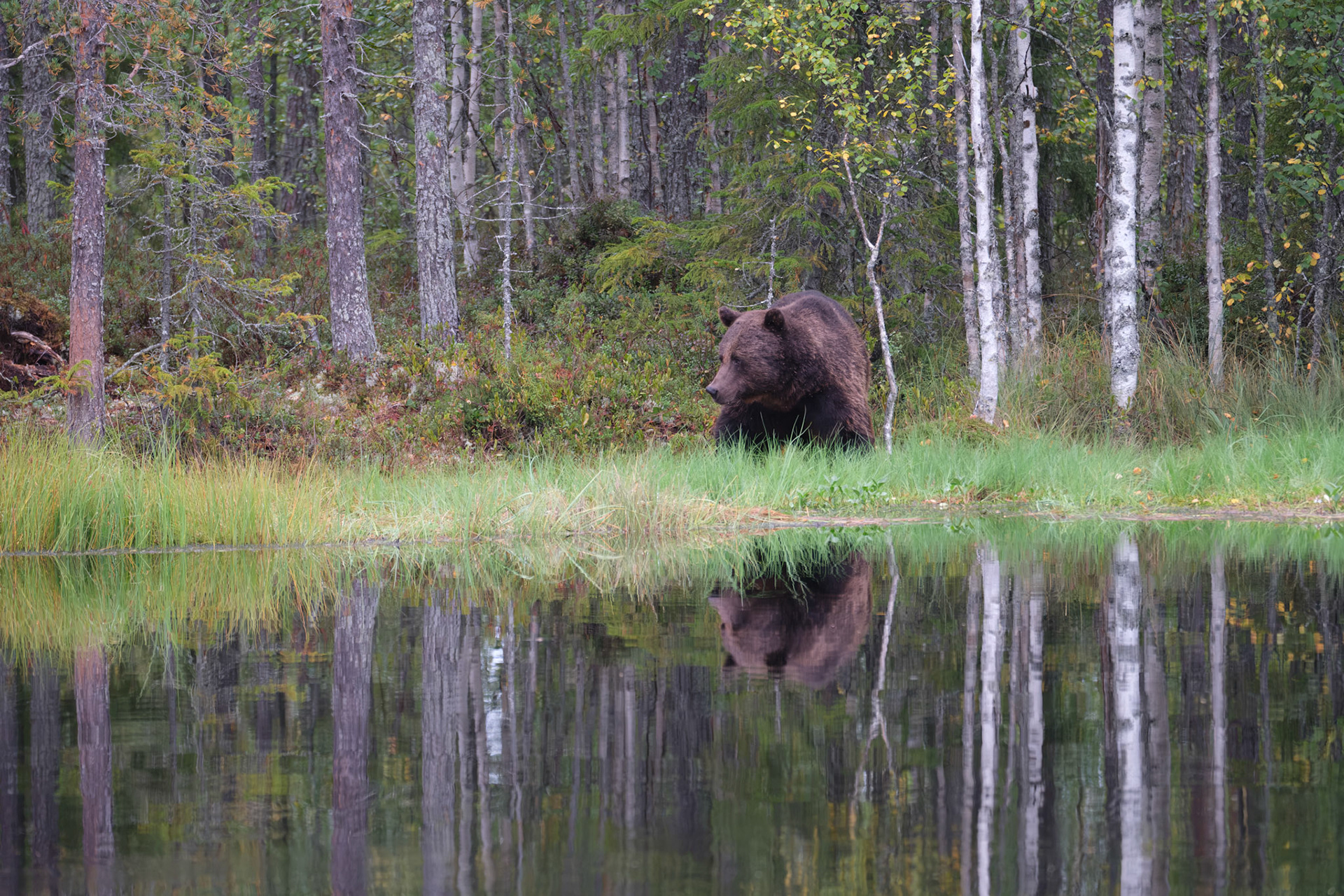 Brown bear reflection