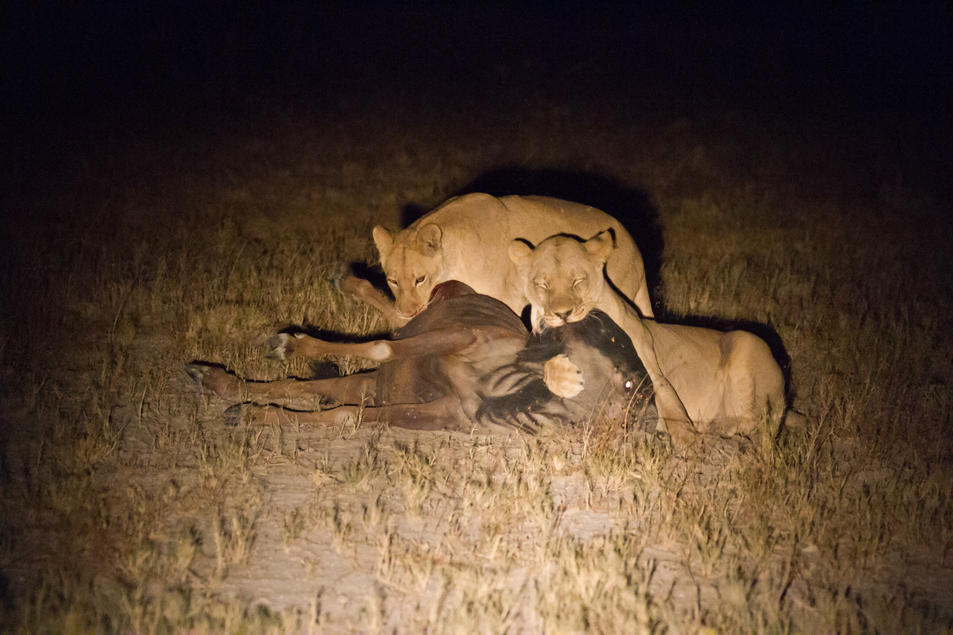 Lion killing a wildebeest