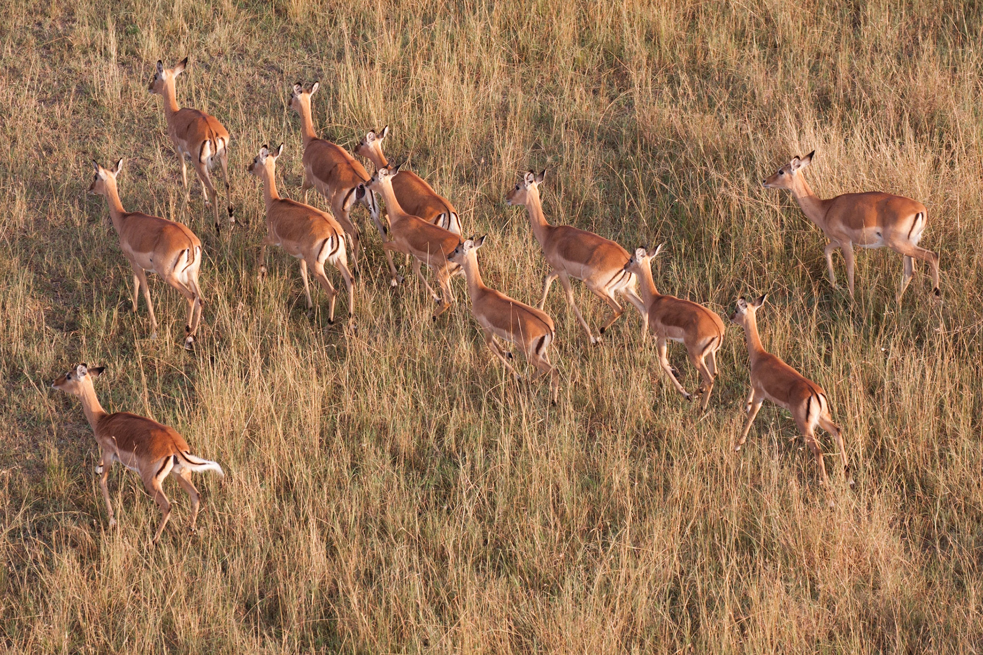 Impala