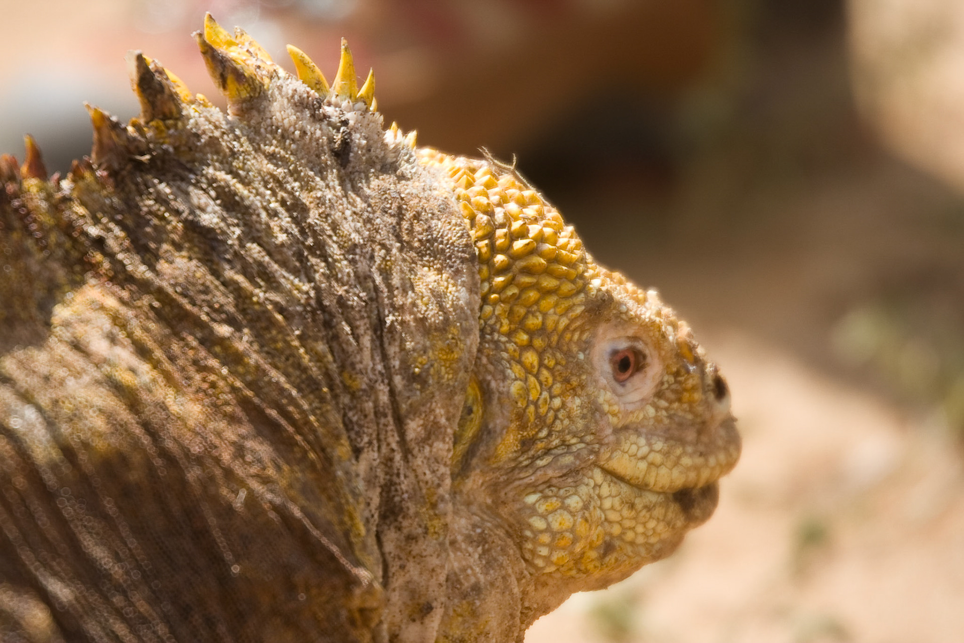 Land iguana