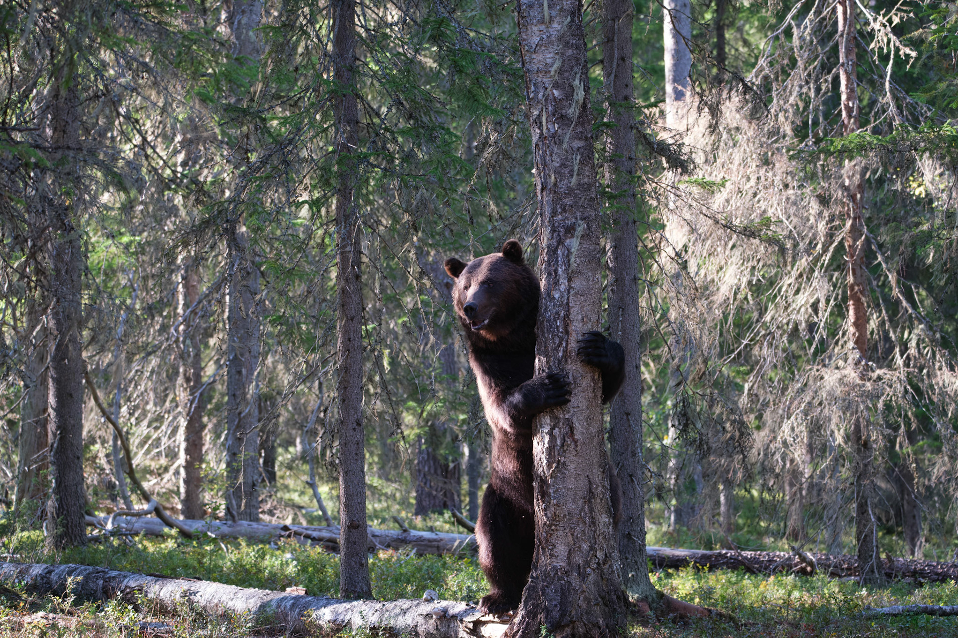 Brown bear
