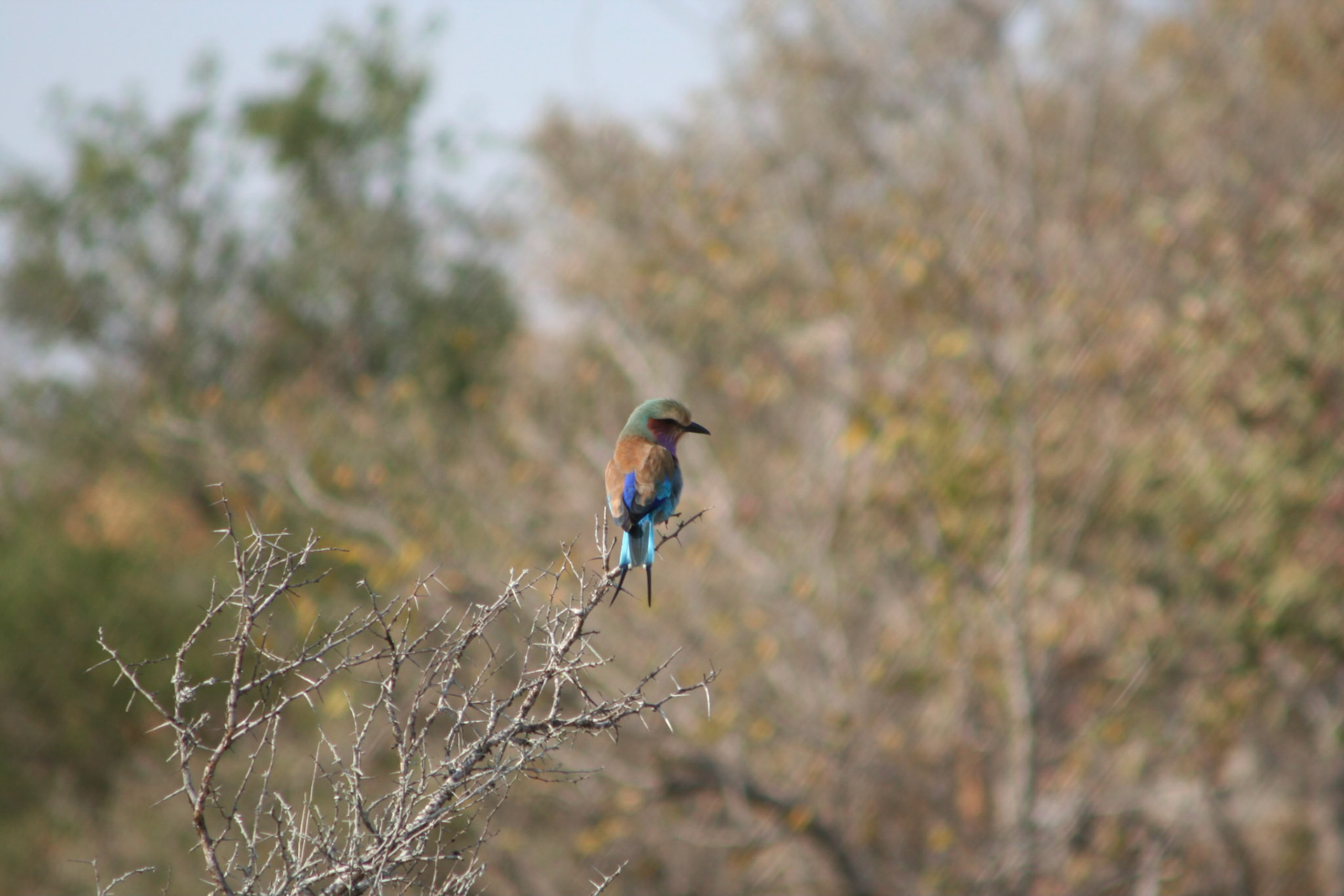 Lilac breasted roller