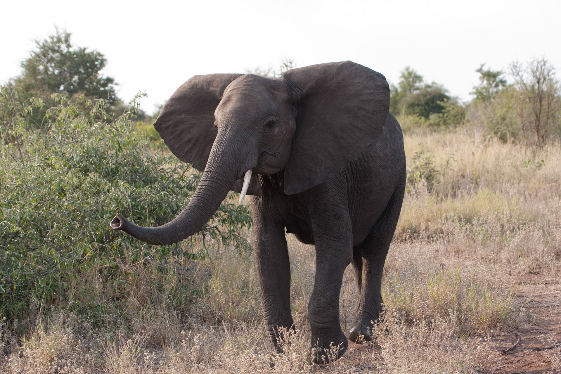 Elephant
