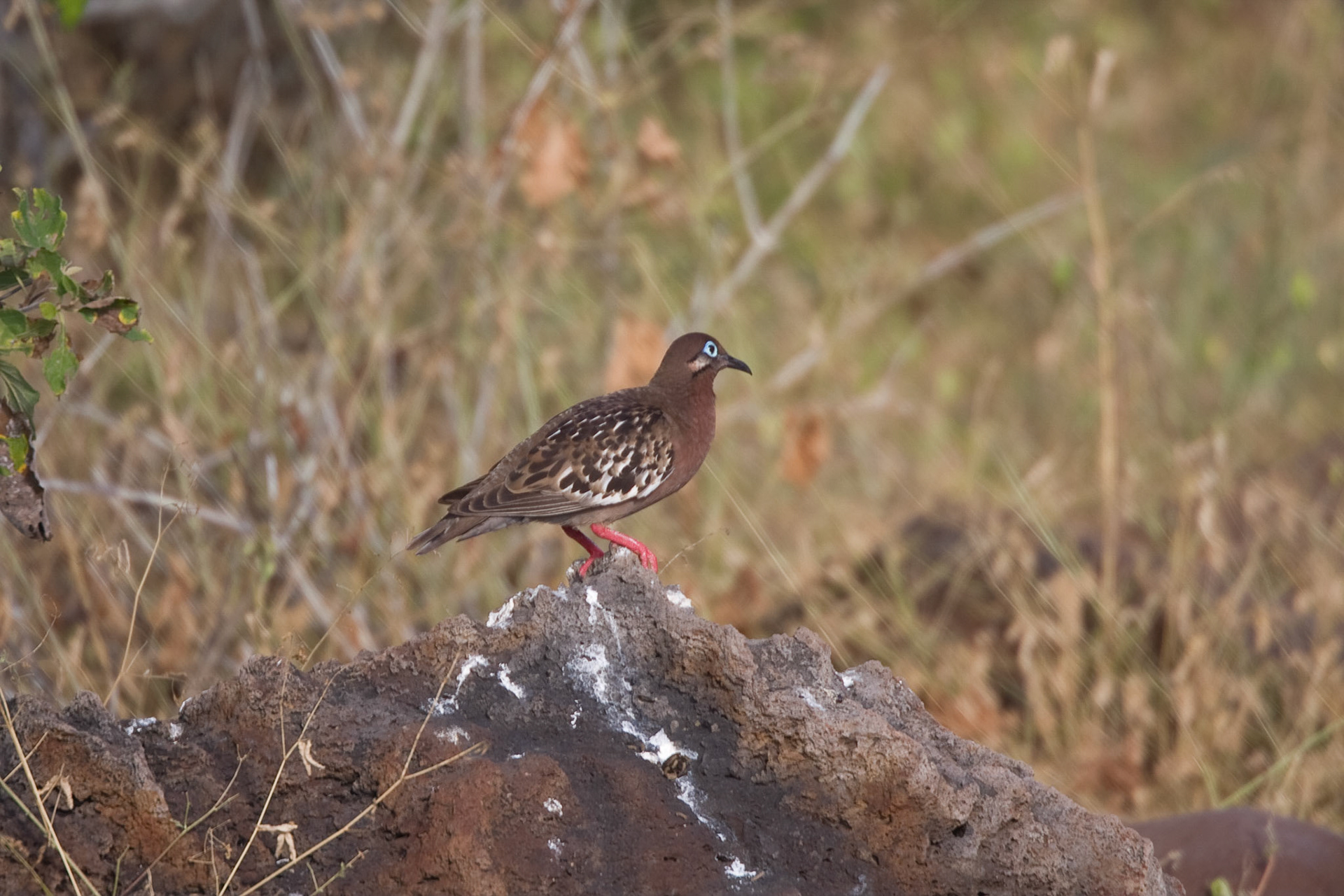 Galapagos dove