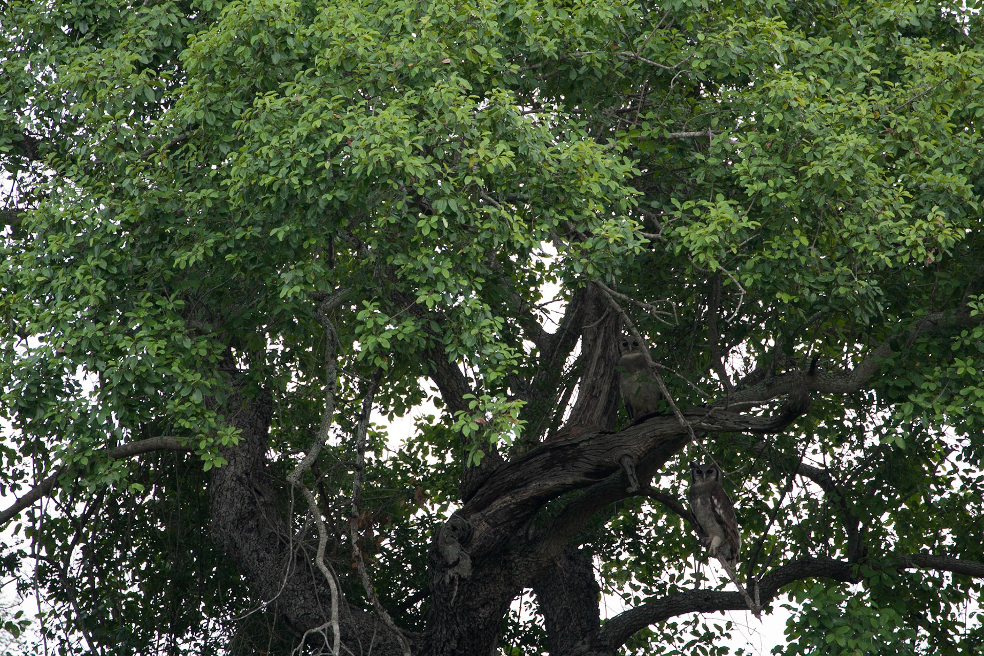 Giant eagle owls