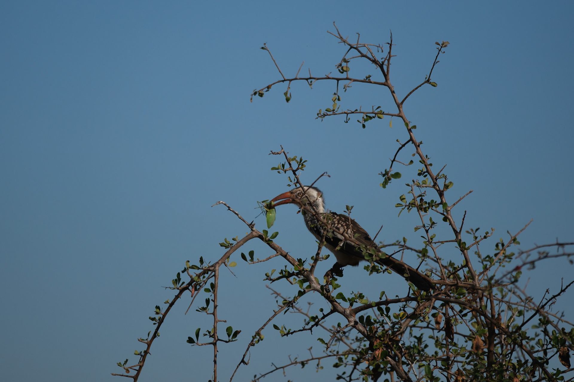 Hornbill with a grasshopper!