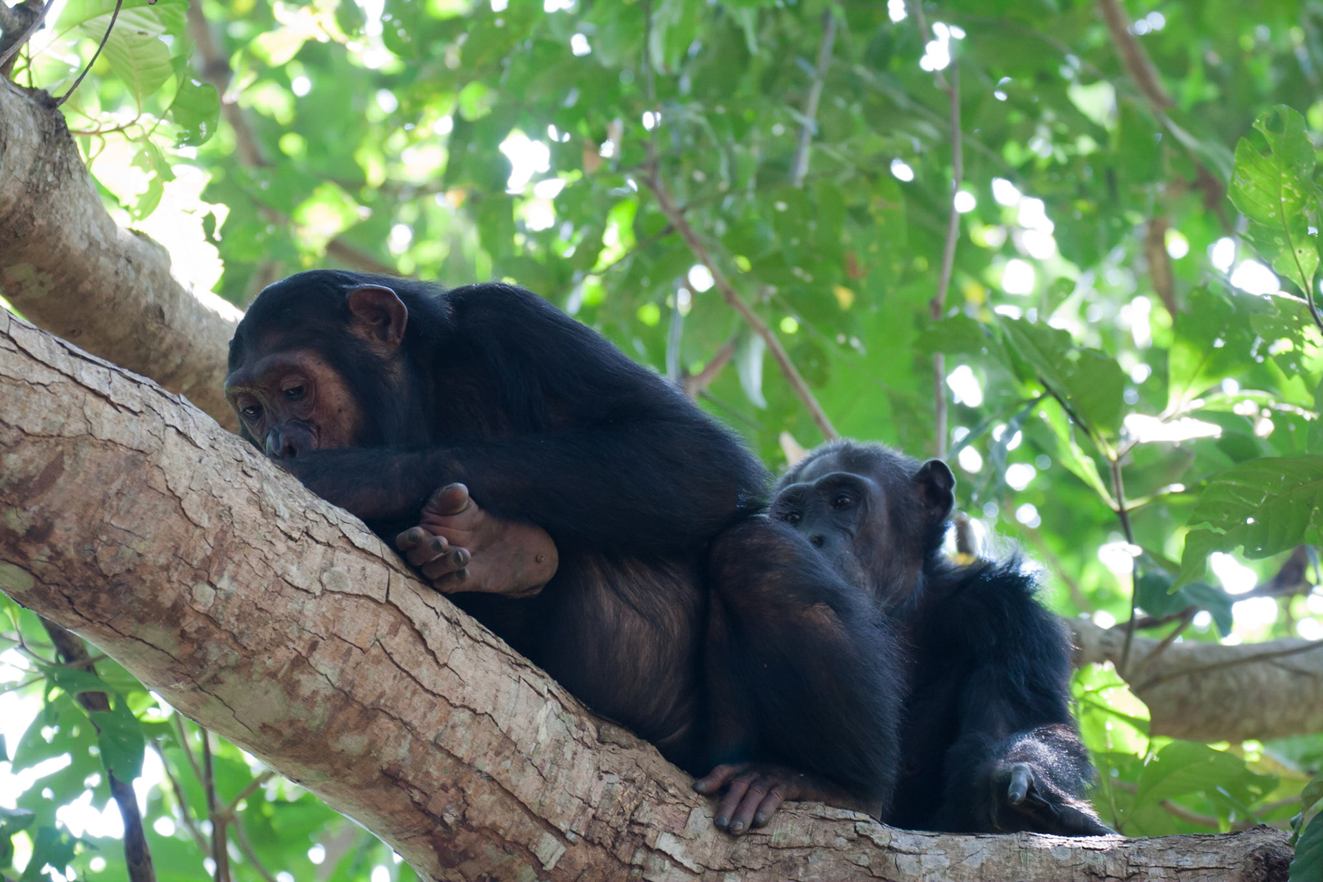 Paffi and Gwekulu