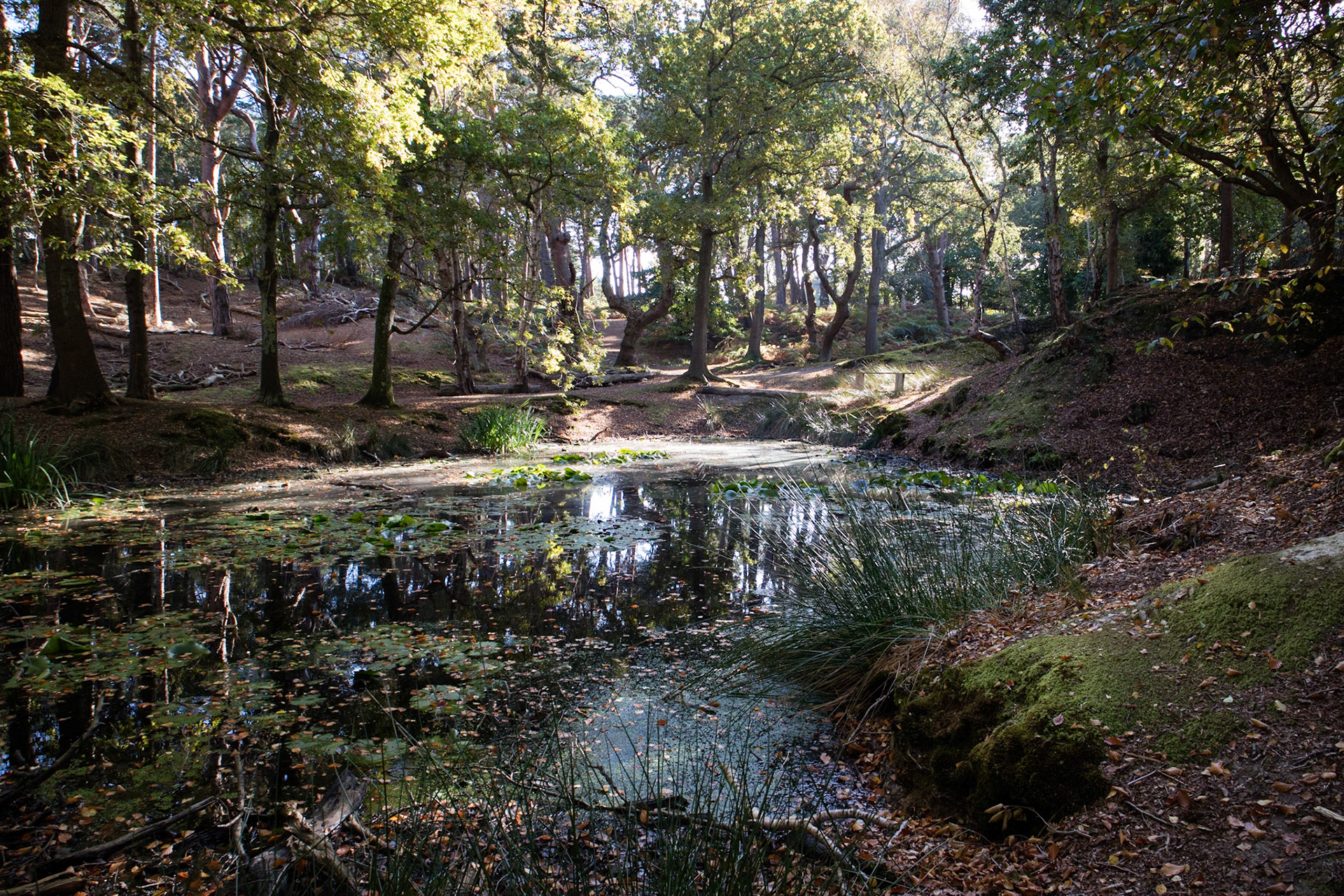Lily pond