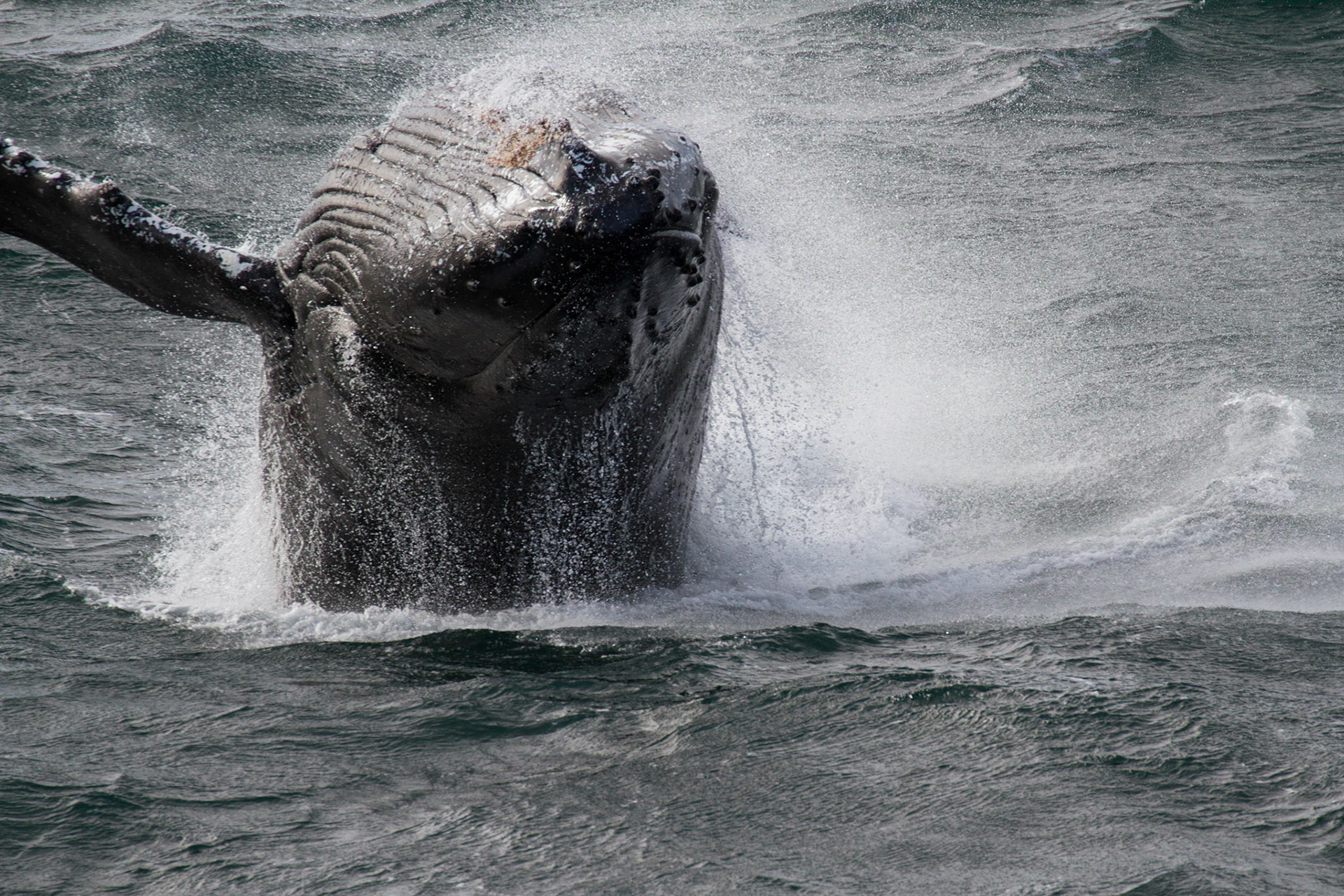 Breaching humpback whale
