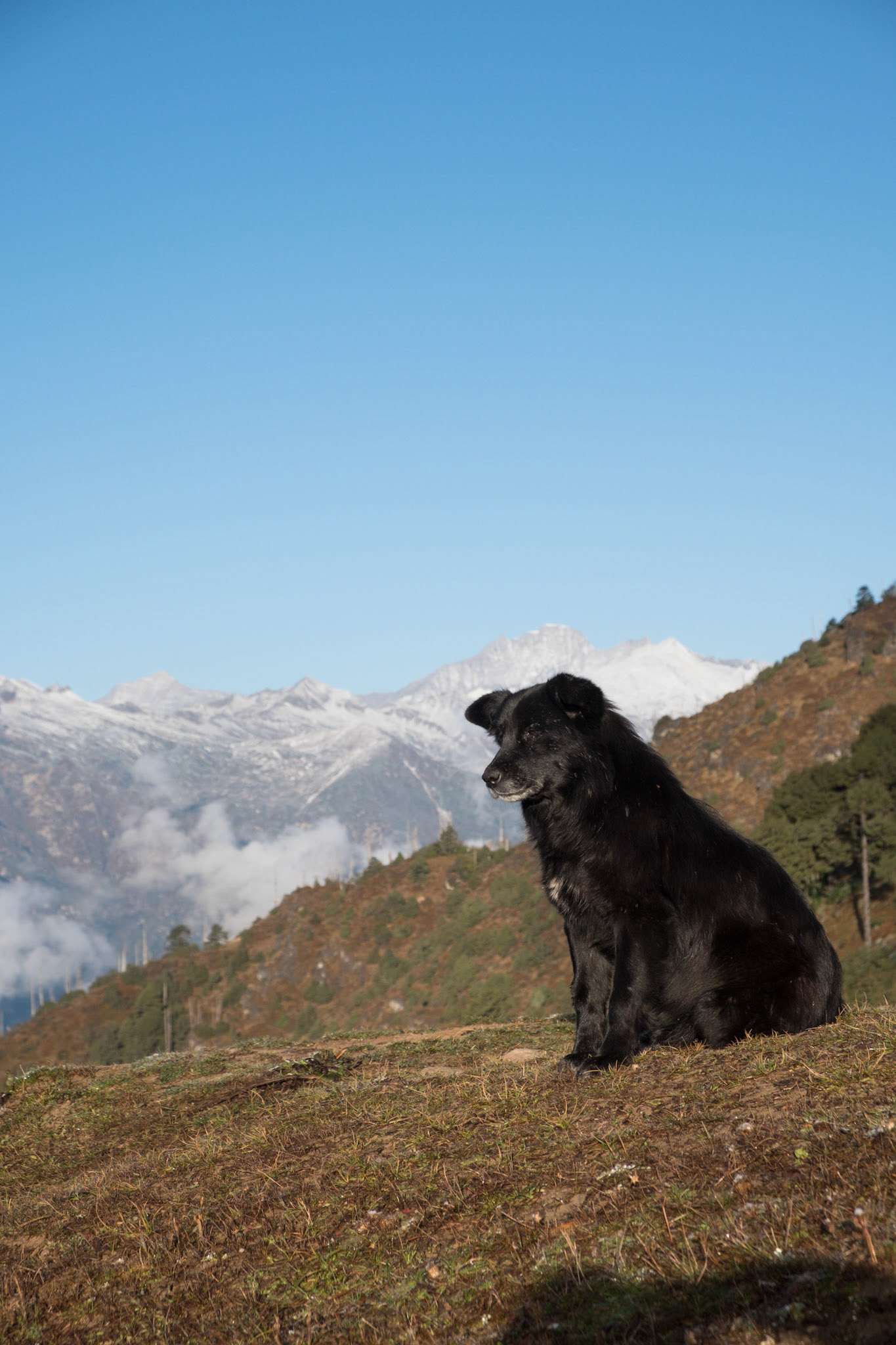 One of the dogs at Bumdra camp
