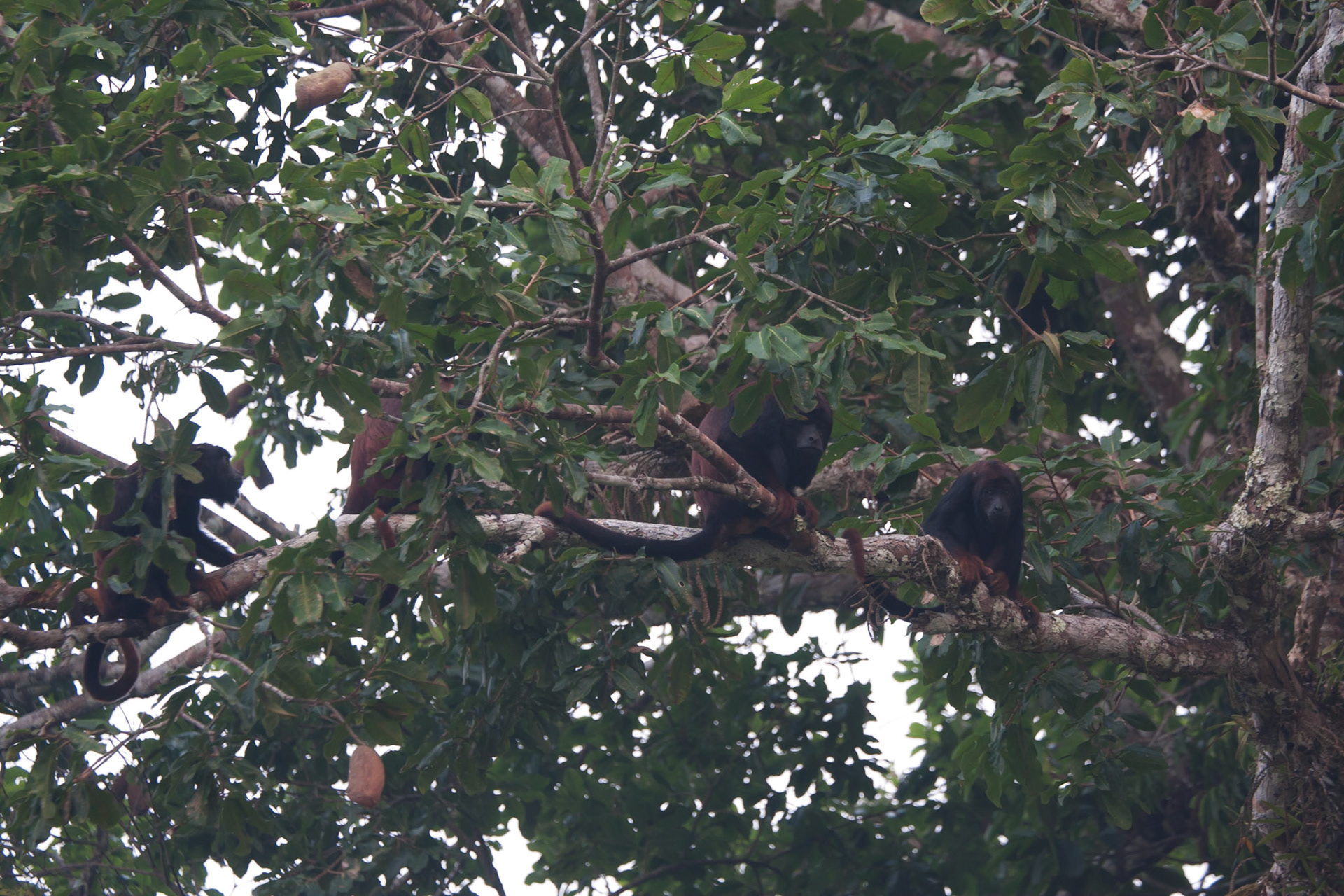 Red handed howler monkeys