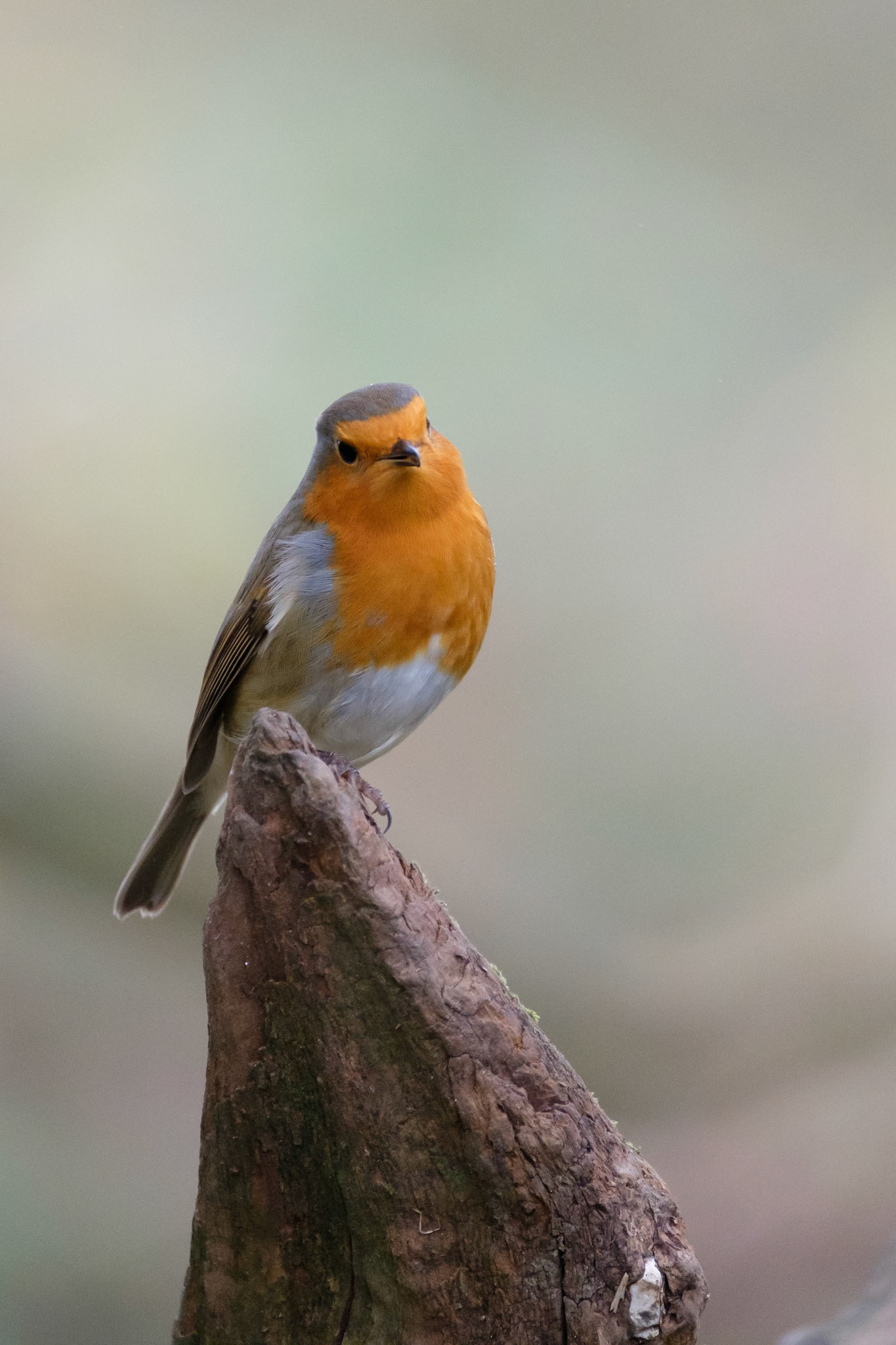 Robin