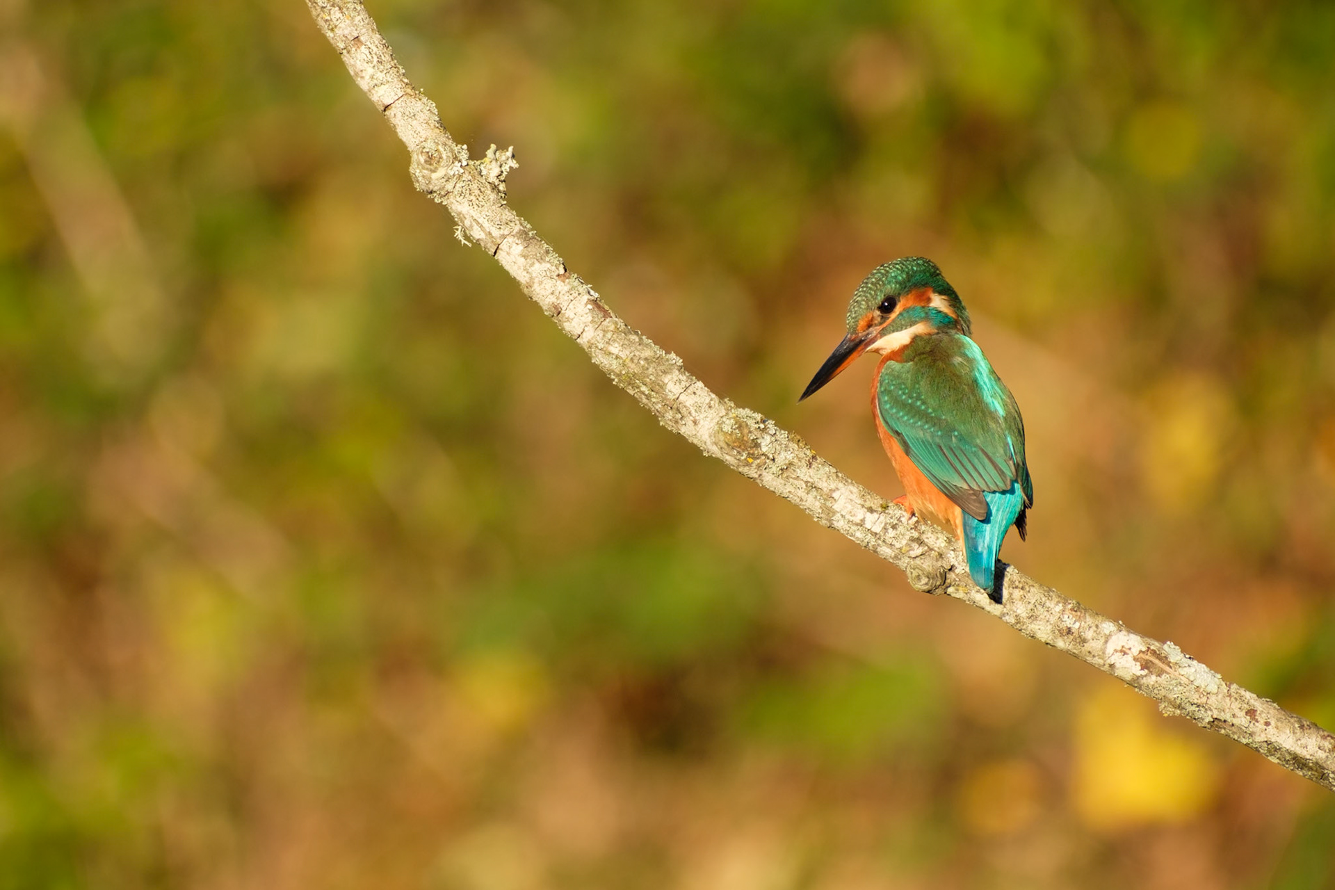 Kingfisher
