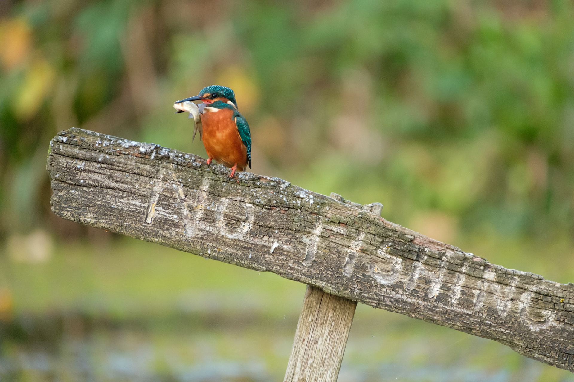 Kingfisher