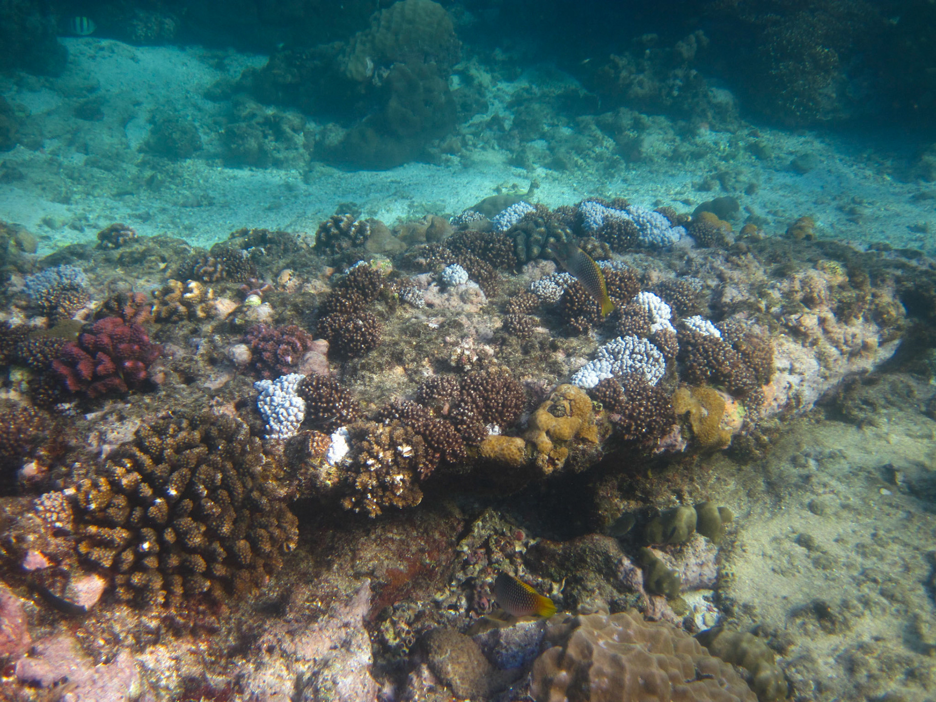 Coral