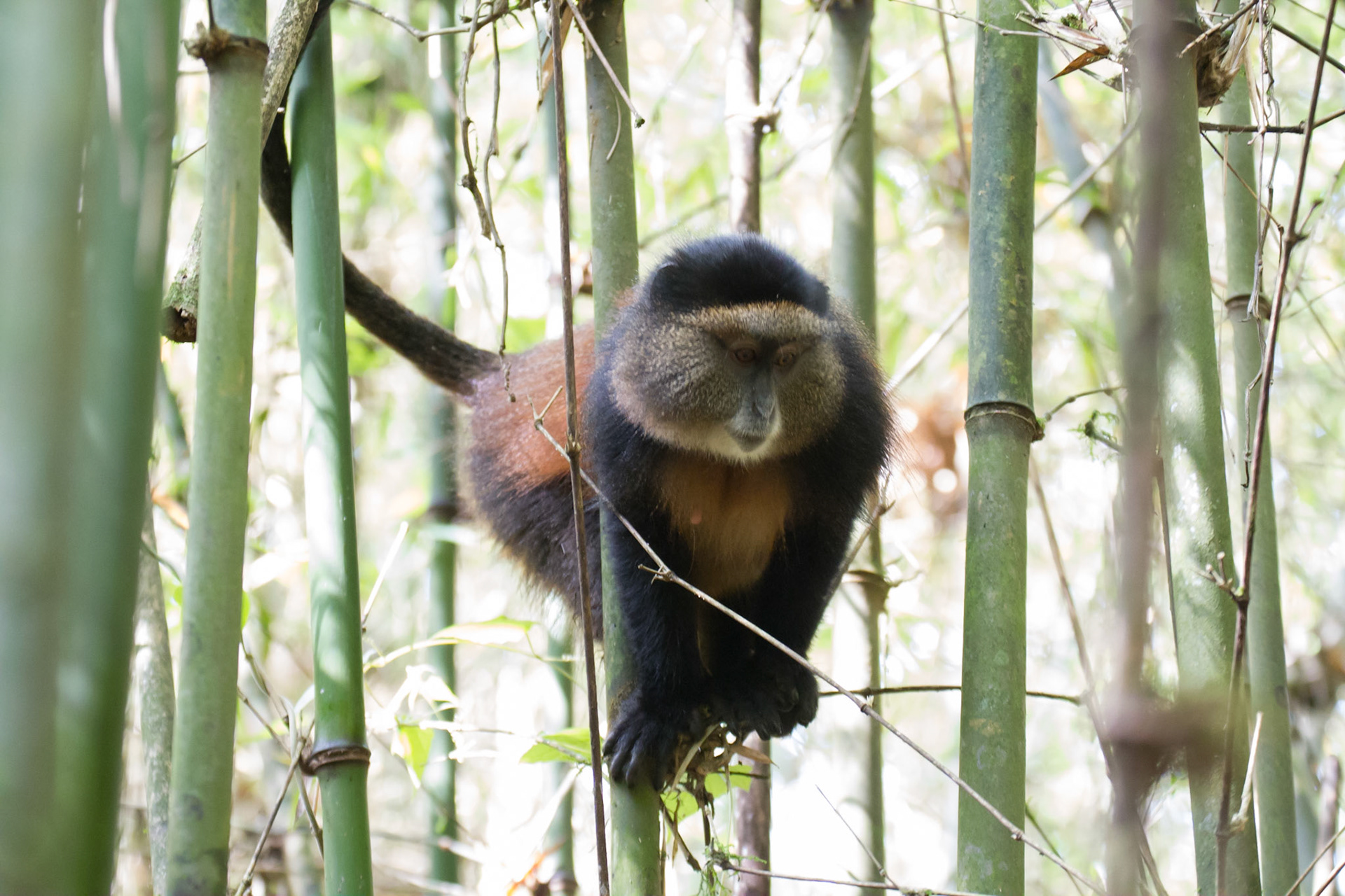 Golden monkey in the bamboo forest