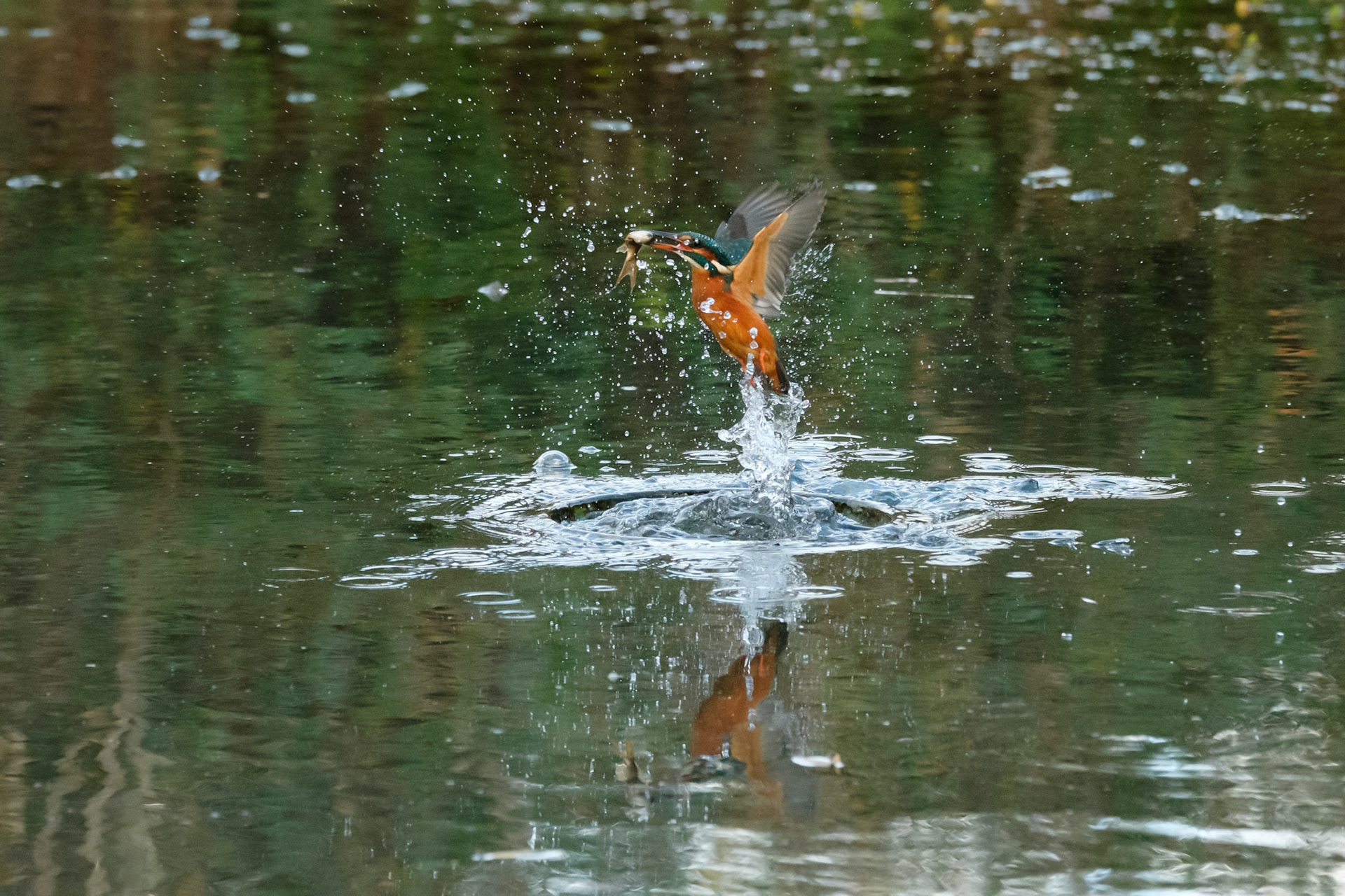 Kingfisher