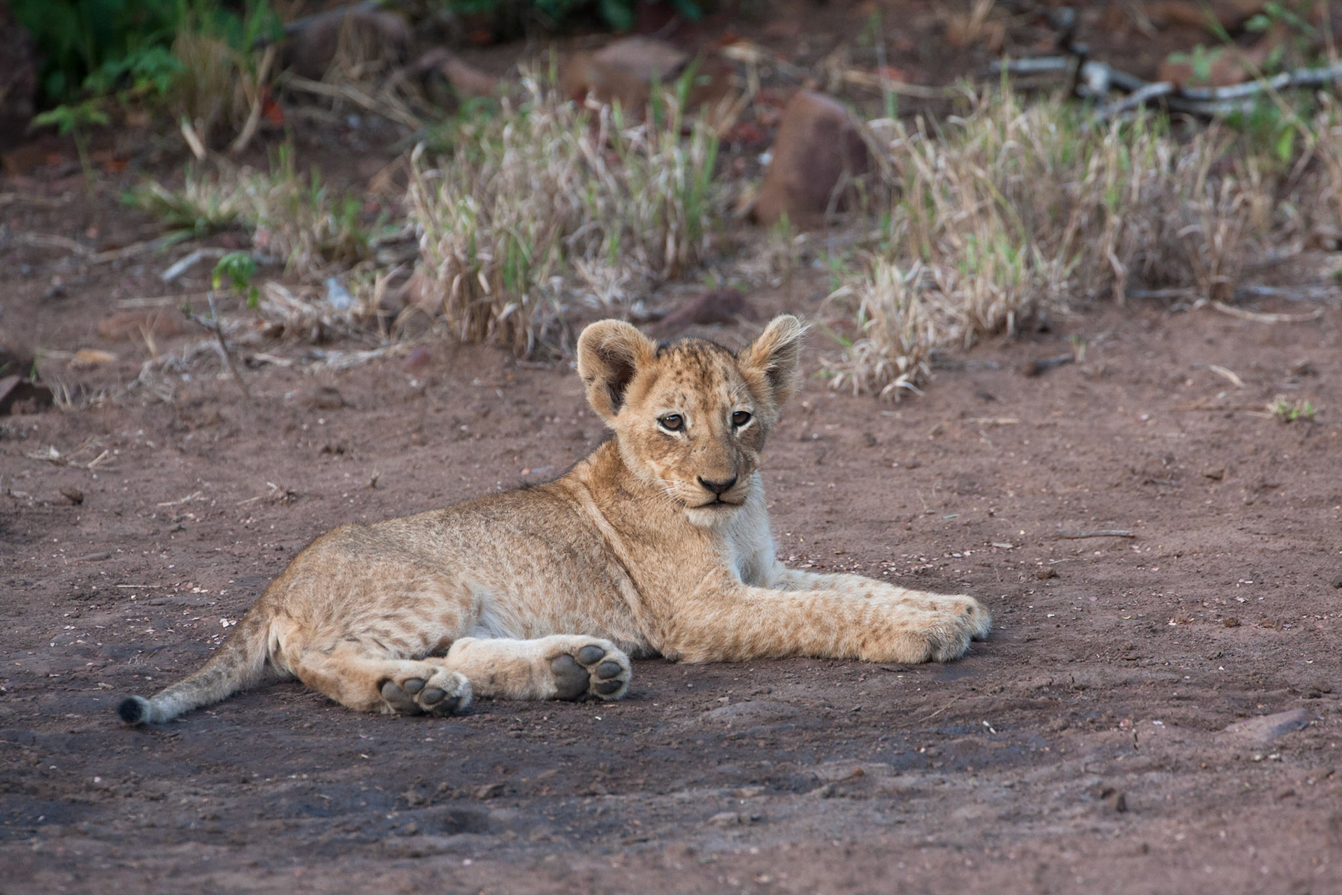 Tiny lion cub
