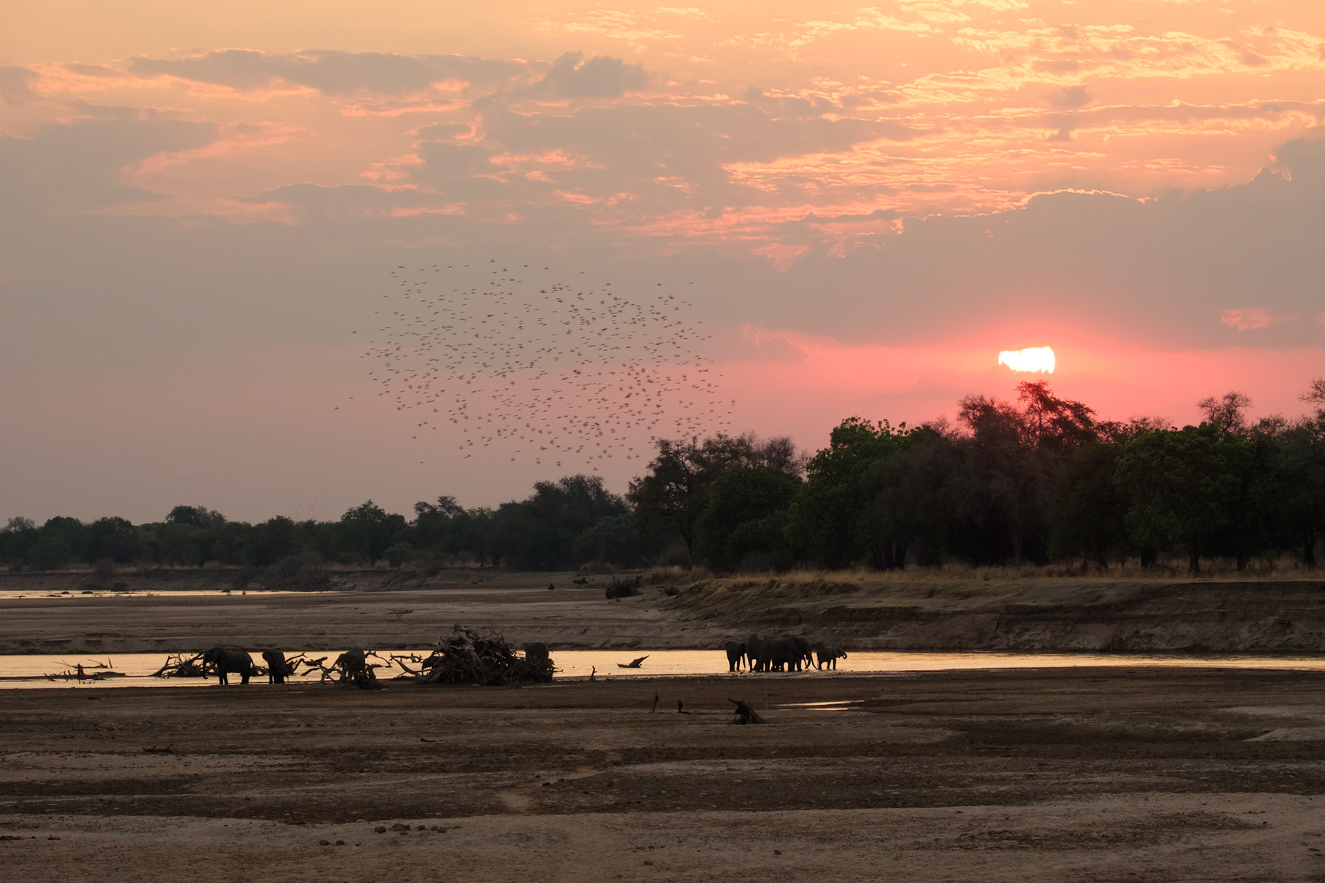 Elephants and queleas at sunset