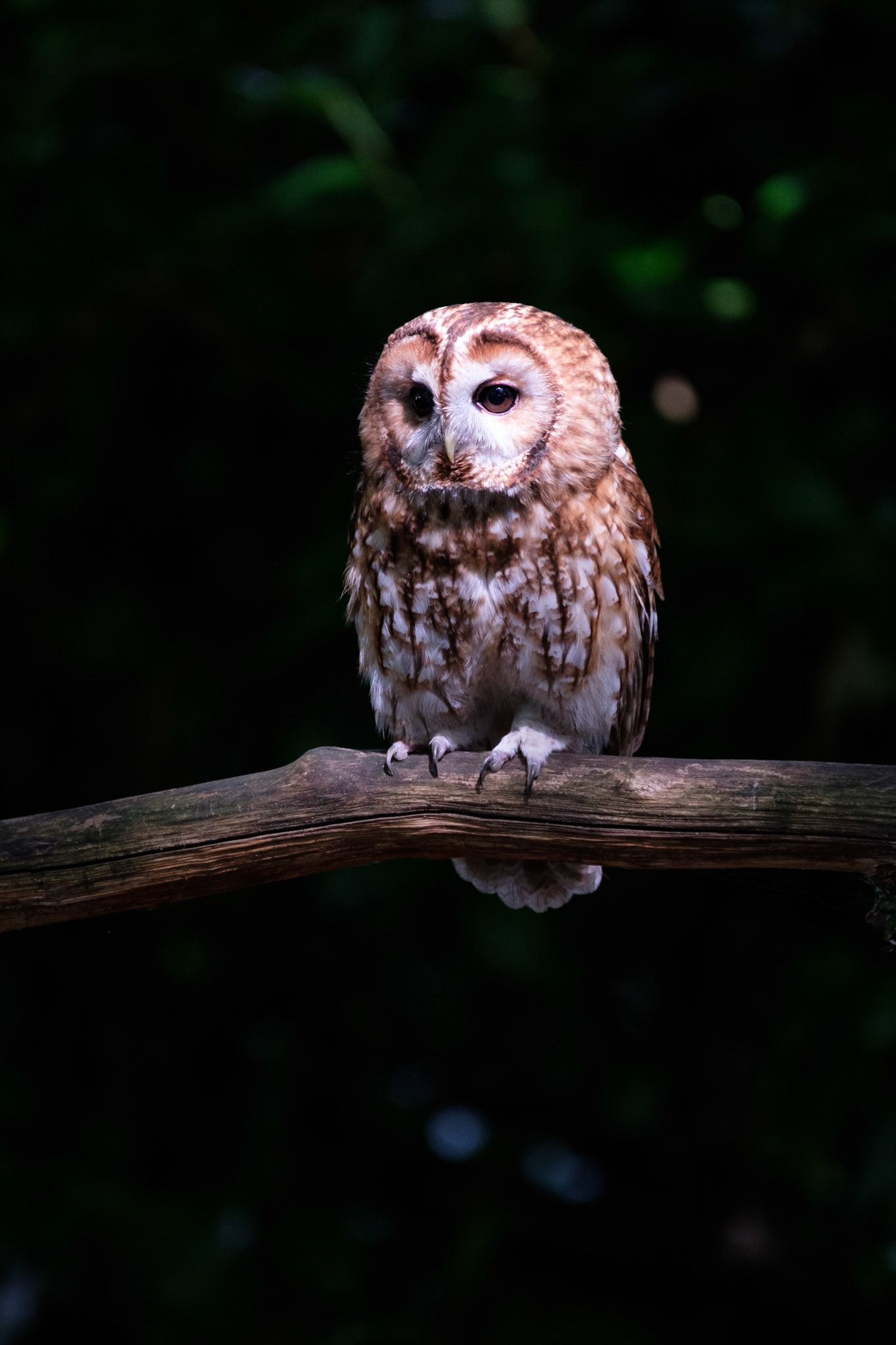 Tawny owl