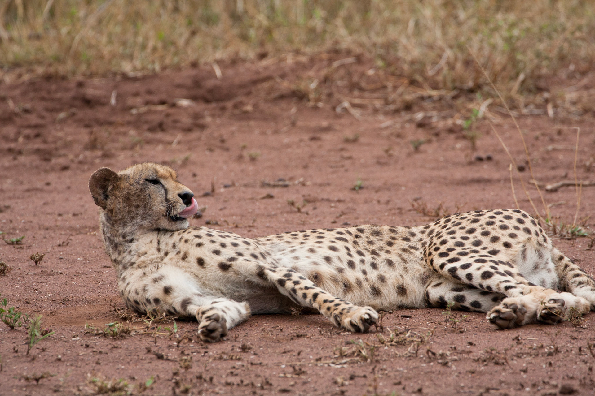 Female cheetah