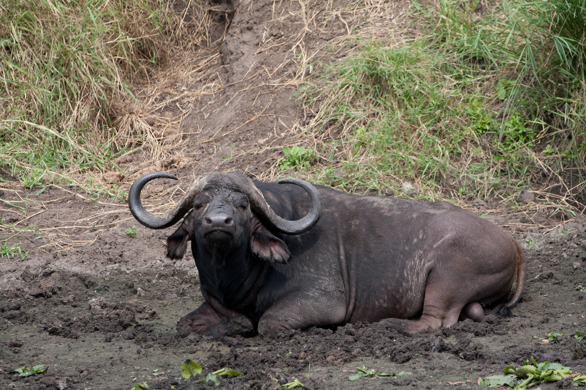 Buffalo bull