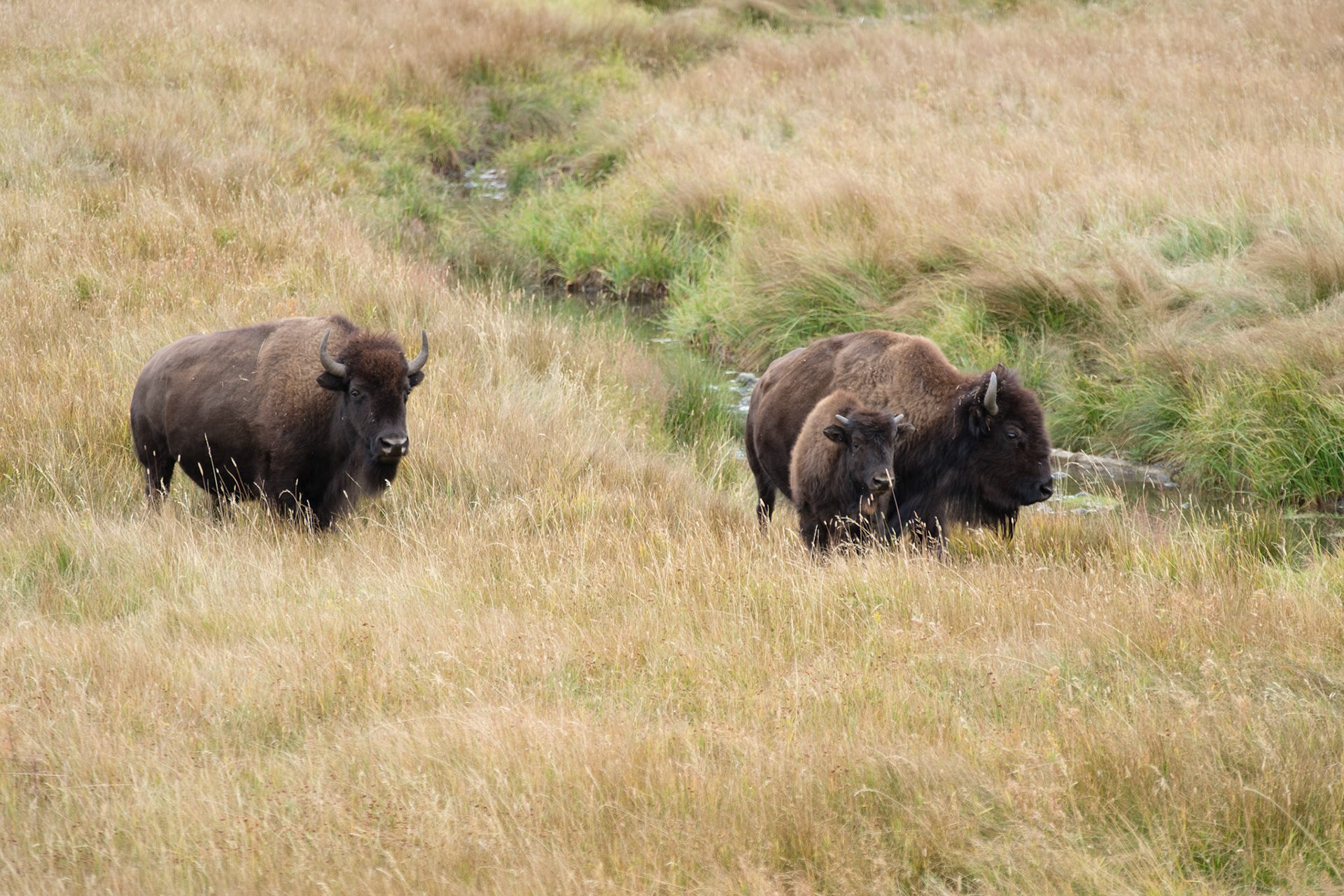 Bison
