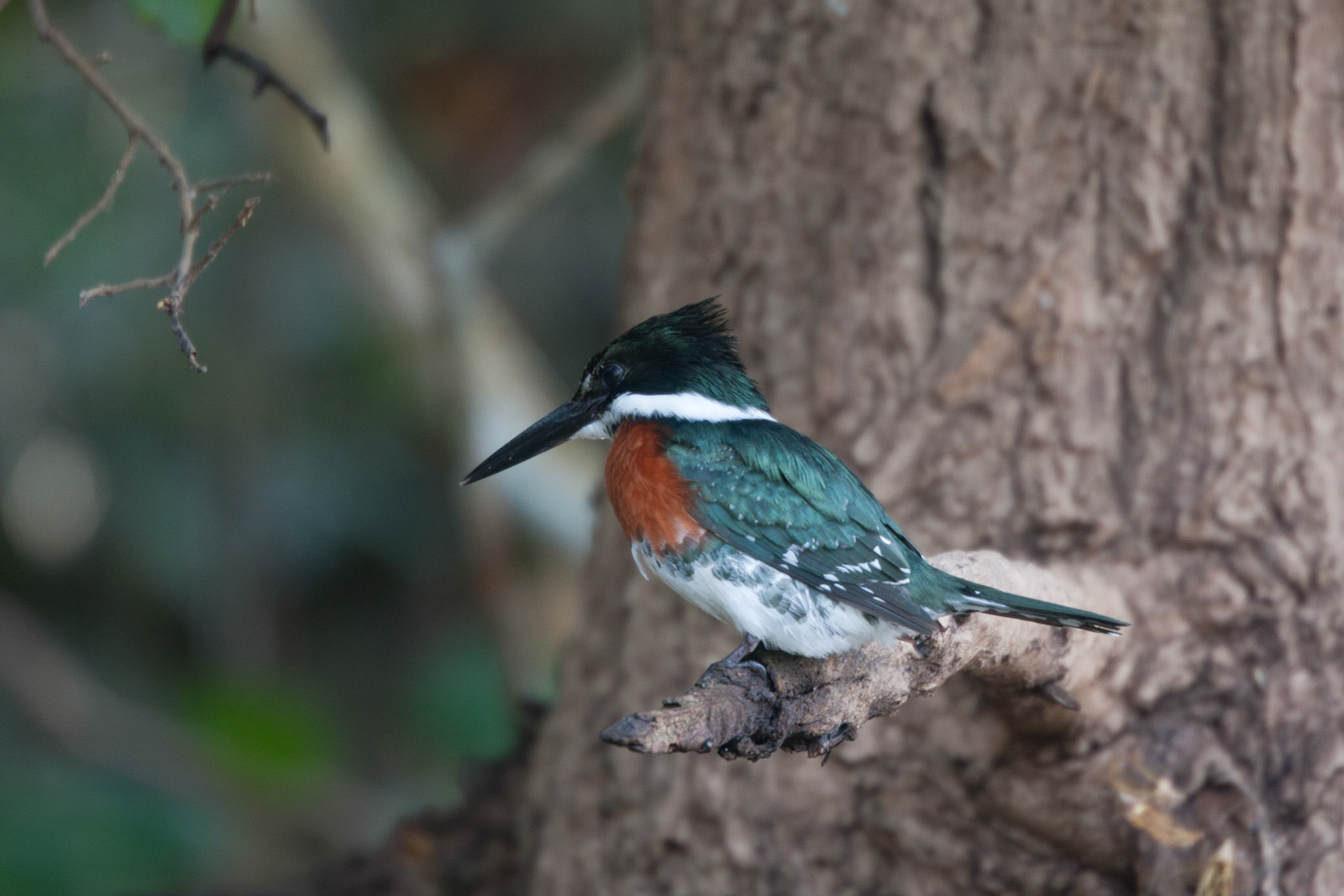 Green kingfisher