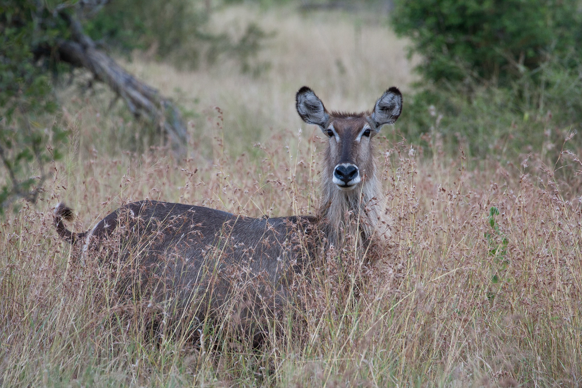 Waterbuck