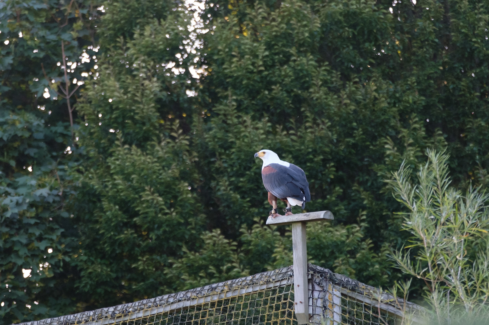 Fish eagle