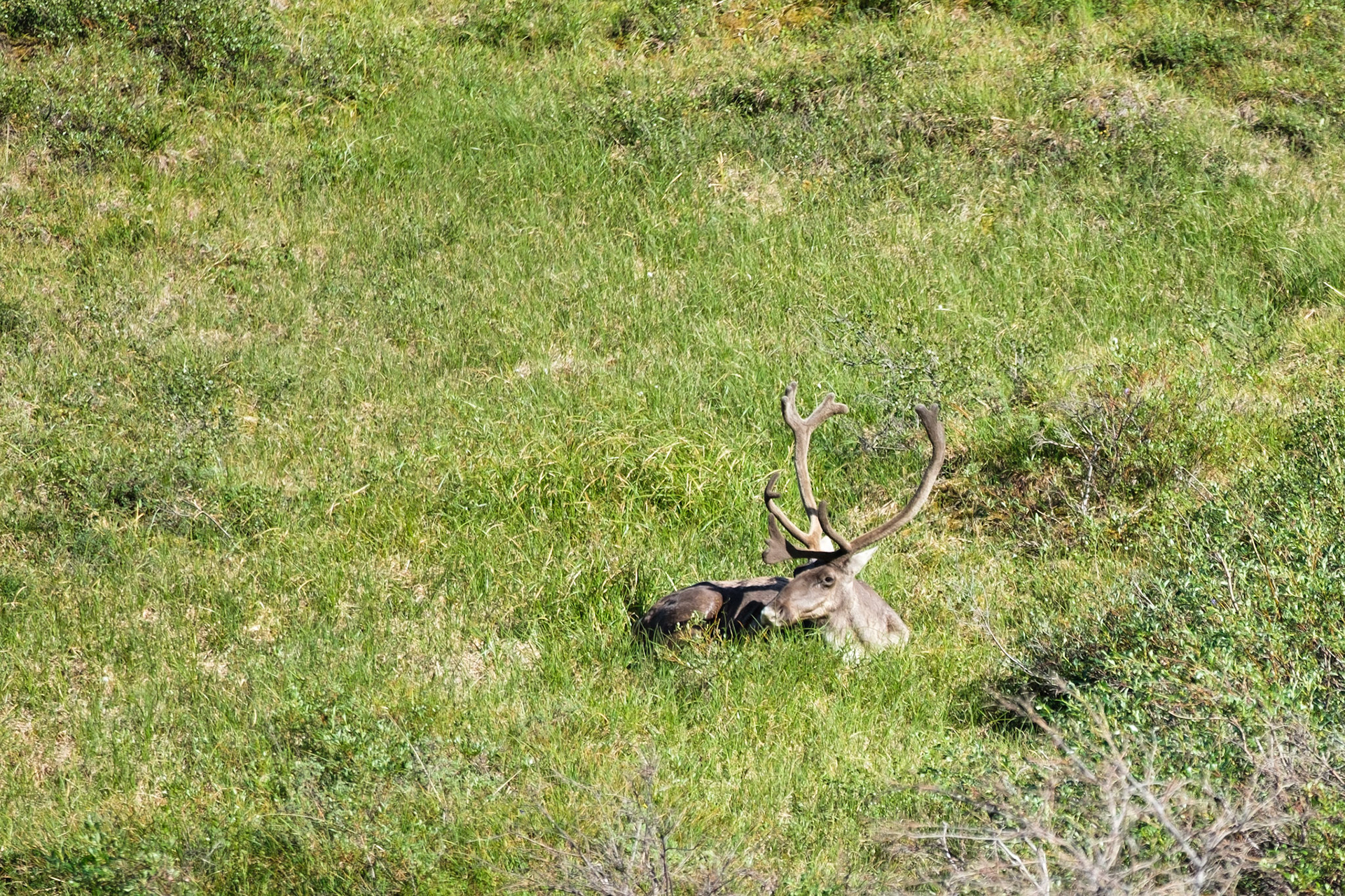 Caribou