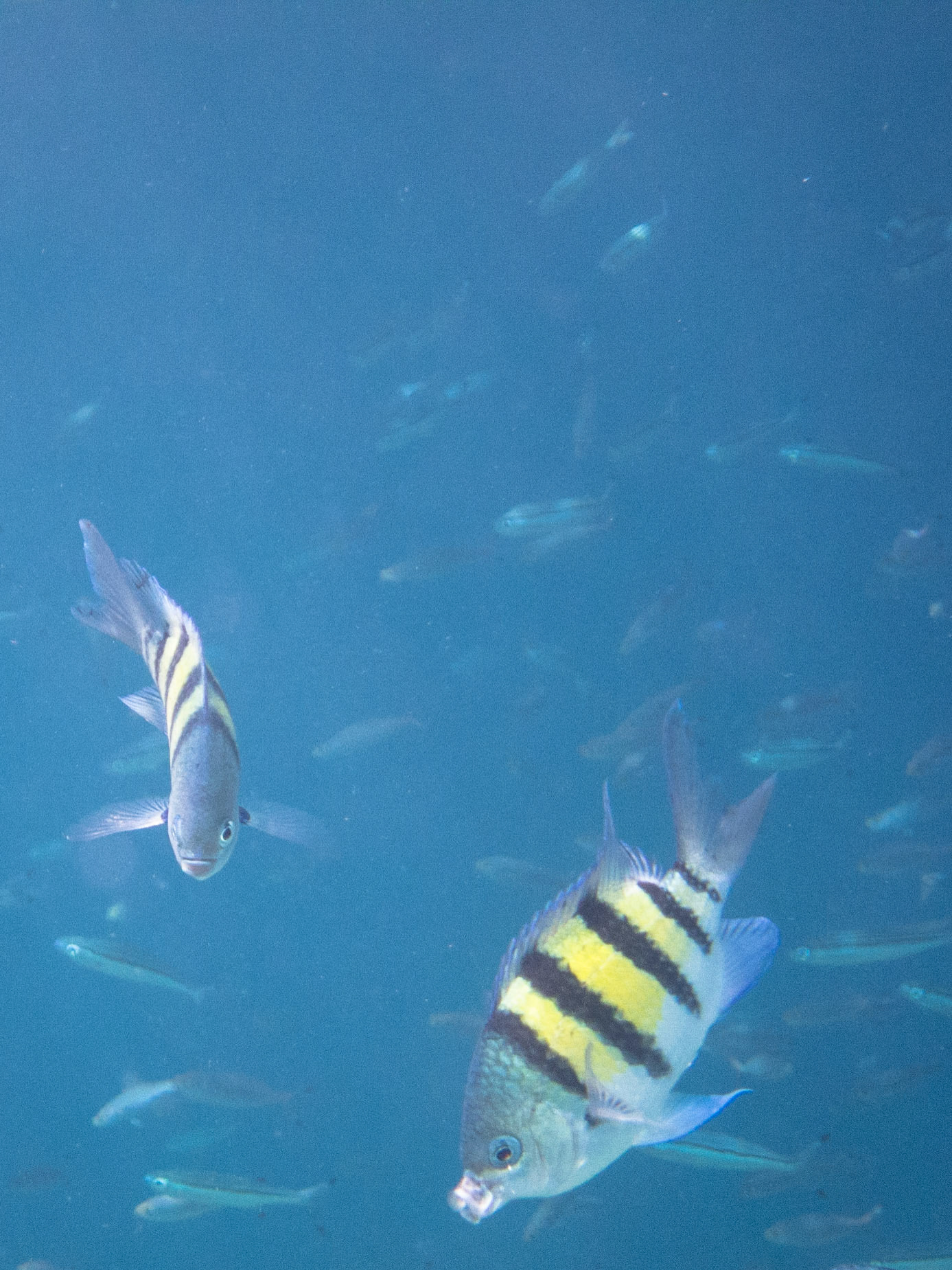 Sergeant major fish