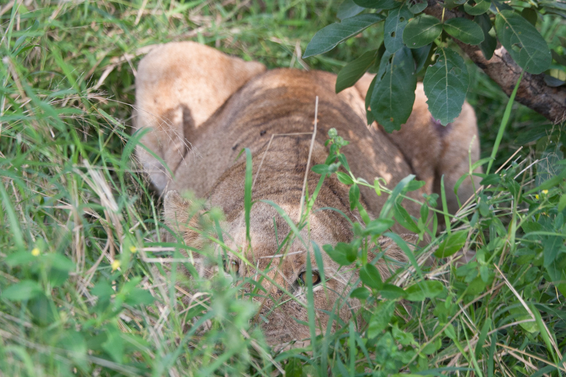 Lioness watching us