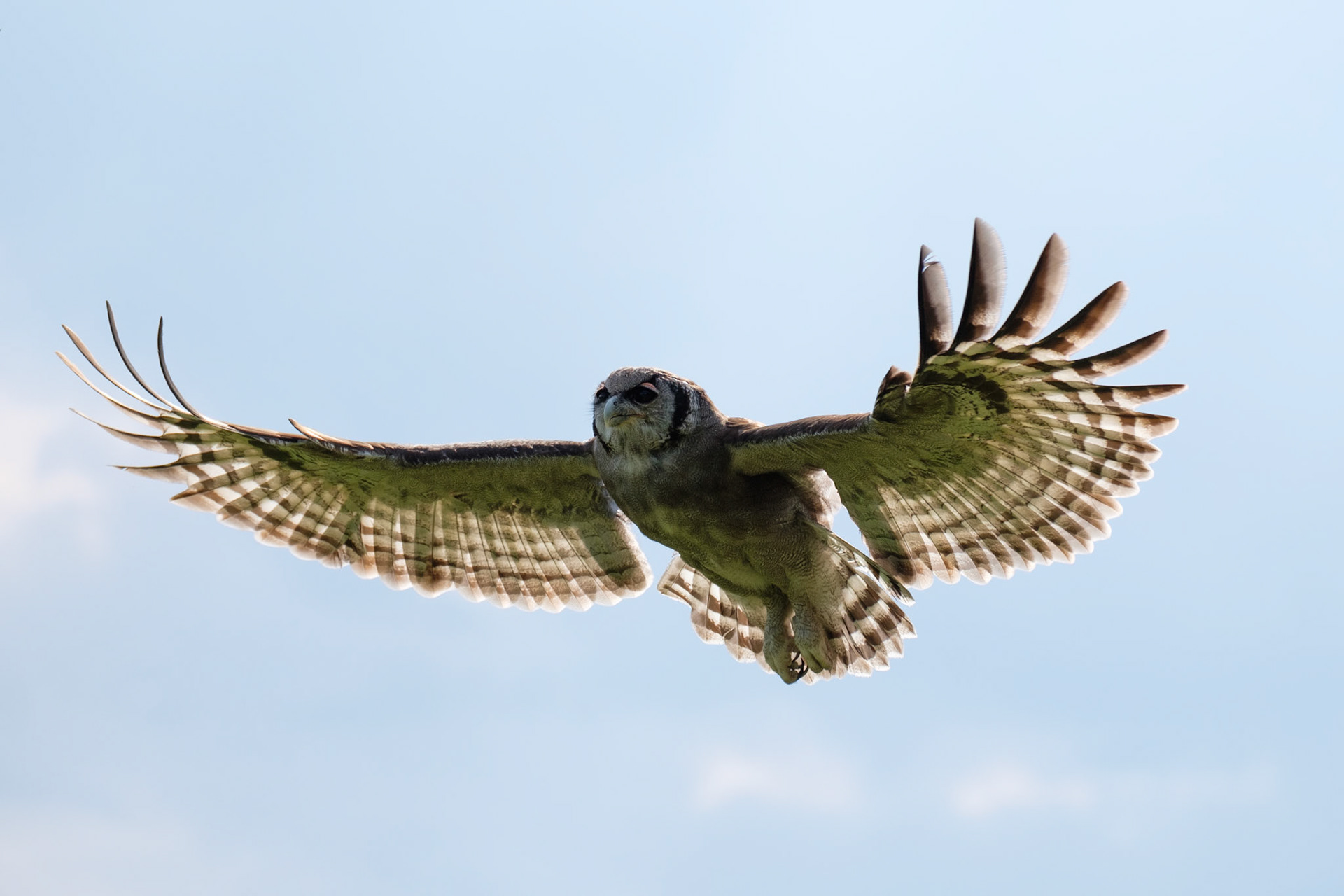 Verreaux’s eagle owl