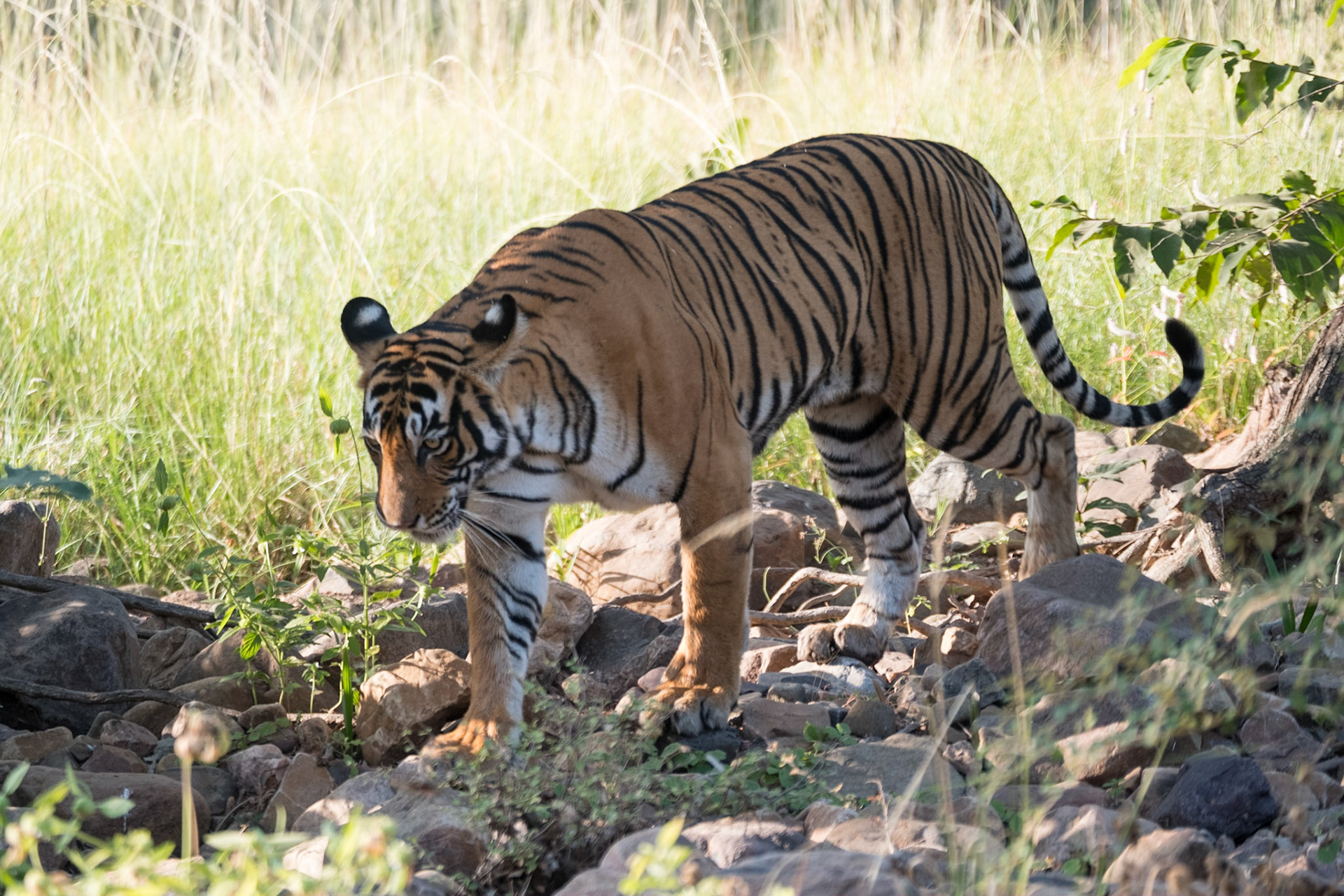 Mother, T39 (Noor), Ranthambore zone 2
