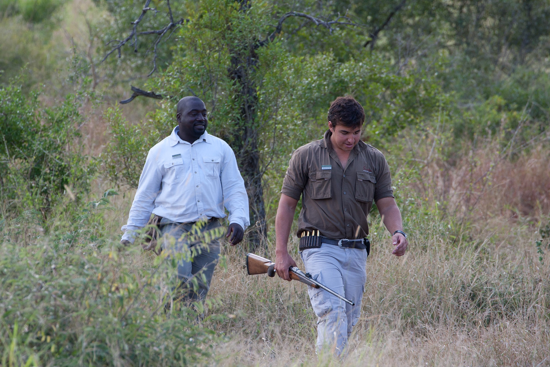 Tracking lions
