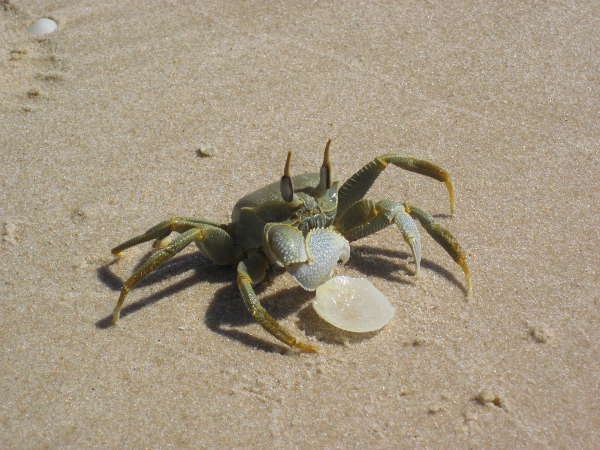 Crab