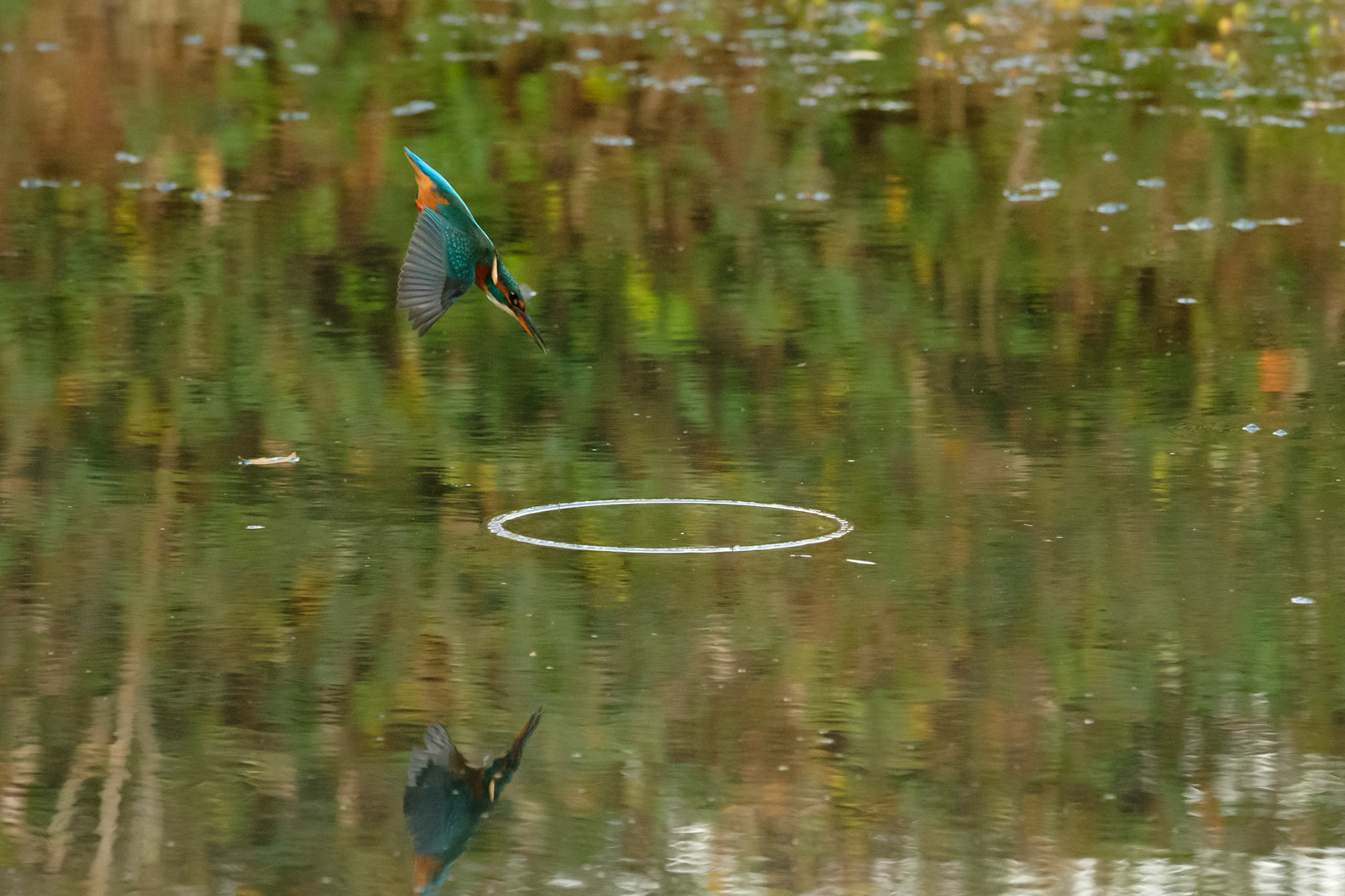 Kingfisher