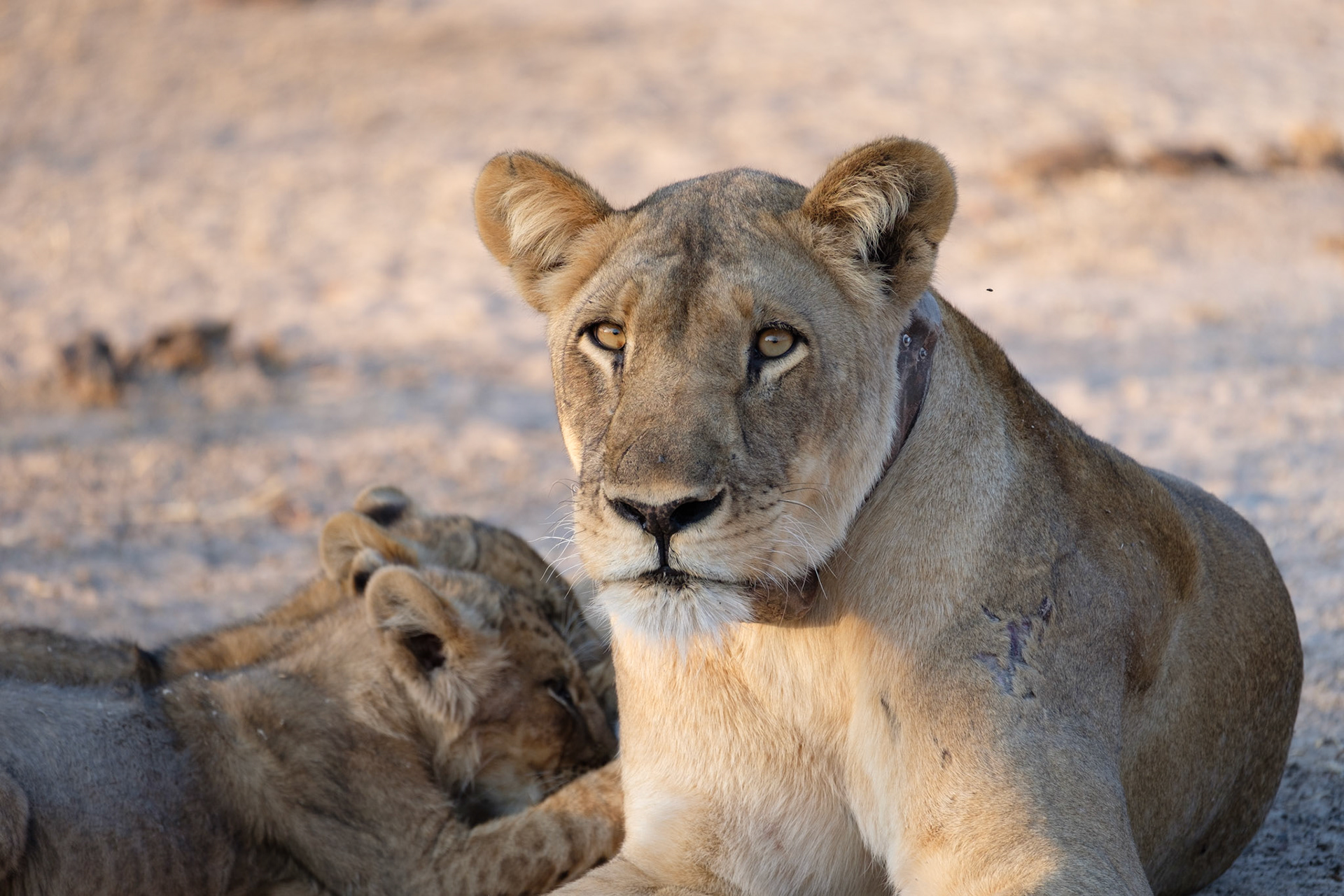 Lioness with two cubs
