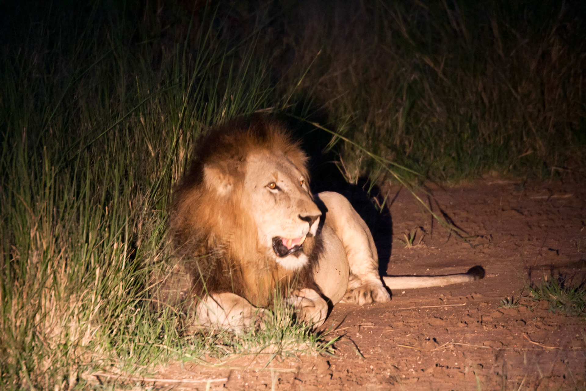 Male lion