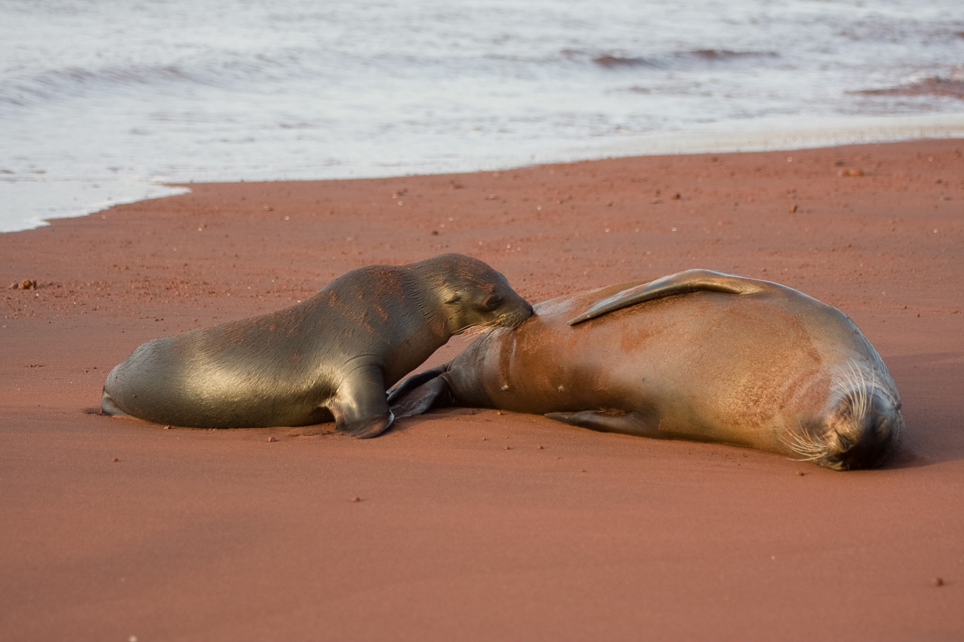 Sea lion pup suckling